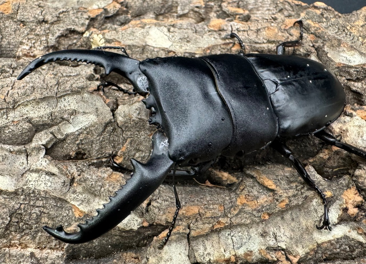 【WD】《パラワンオオヒラタ 88mm ペア》