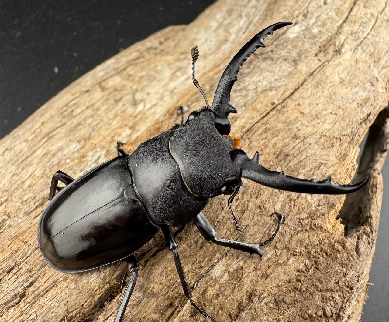 【WD】《アドゥンクスフタマタ ミャンマー北部亜種 52mm ♂♀♀トリオ》