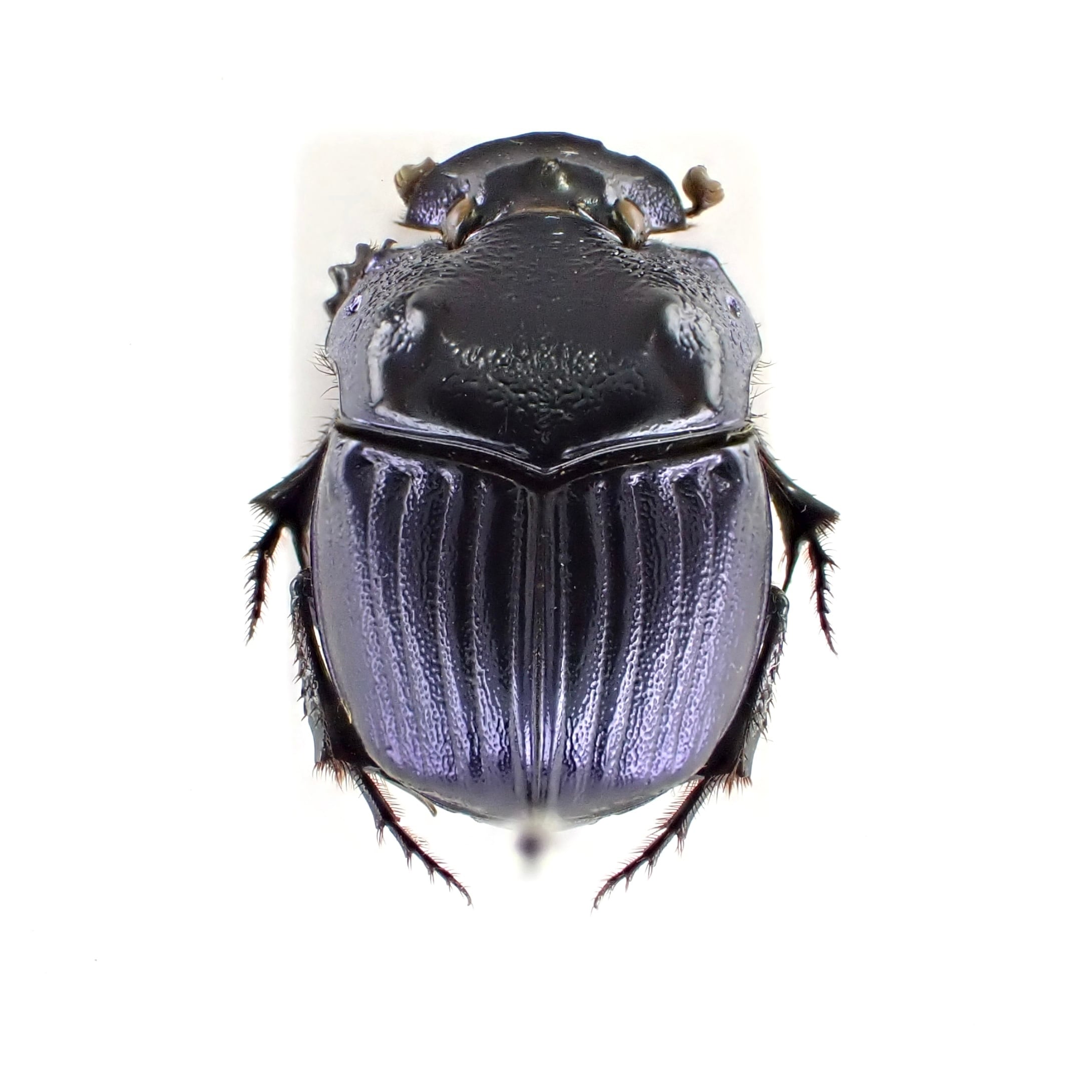 USA産 Phanaeus igneus ♂♀ 18mm/16m XL 青黒 | 昆虫標本 Diggers