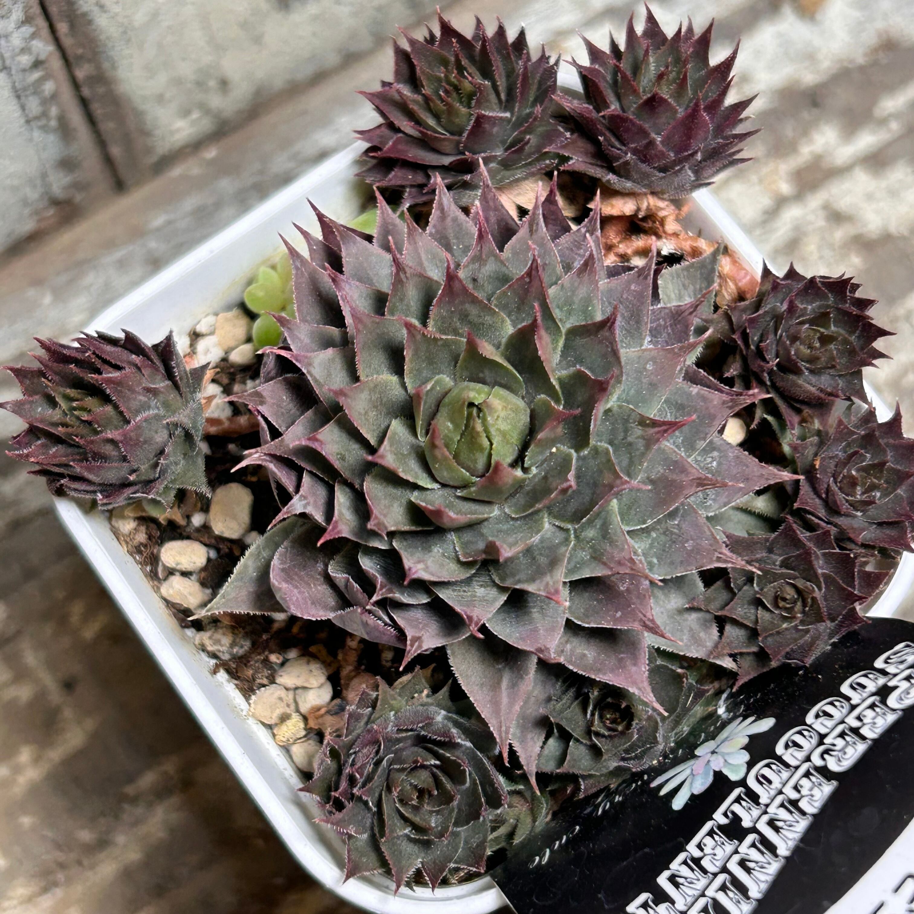 センペル | RuPo 多肉植物専門店