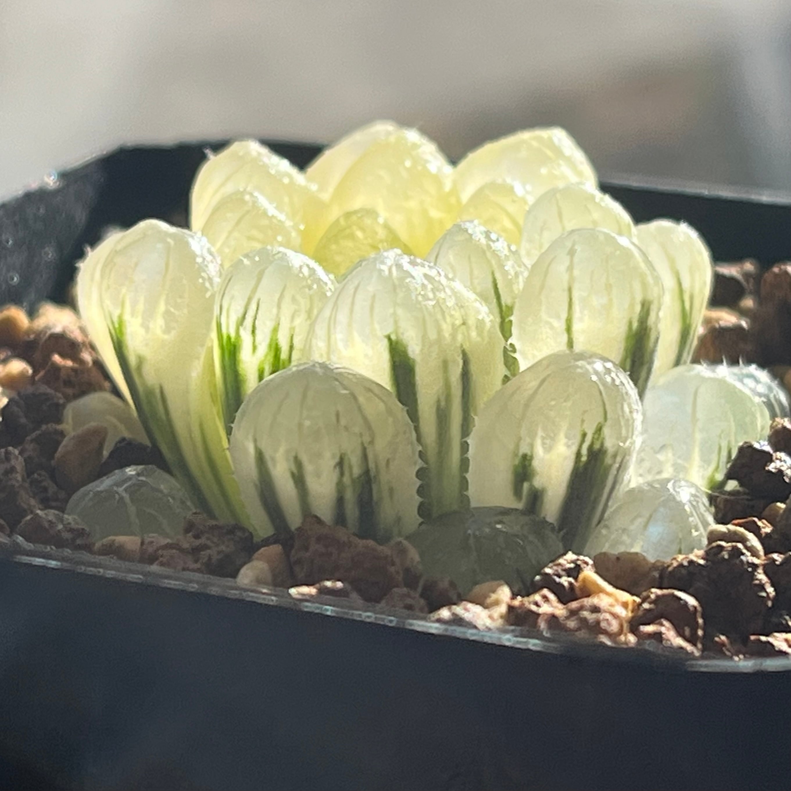 ハオルチア 雫石錦 | mocono_plants
