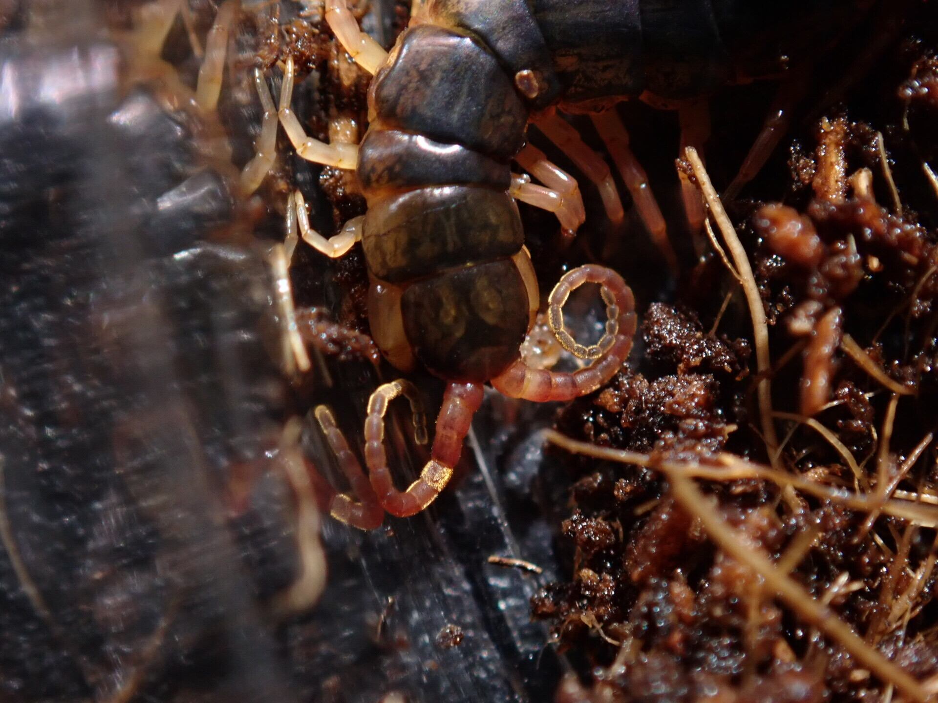 タイ産ツクイムカデ 1匹 ムカデ | Bug Bug bugs 【奇蟲専門店】 タイ産ツクイムカデ 1匹 ムカデ | Bug Bug bugs 【奇蟲専門店】