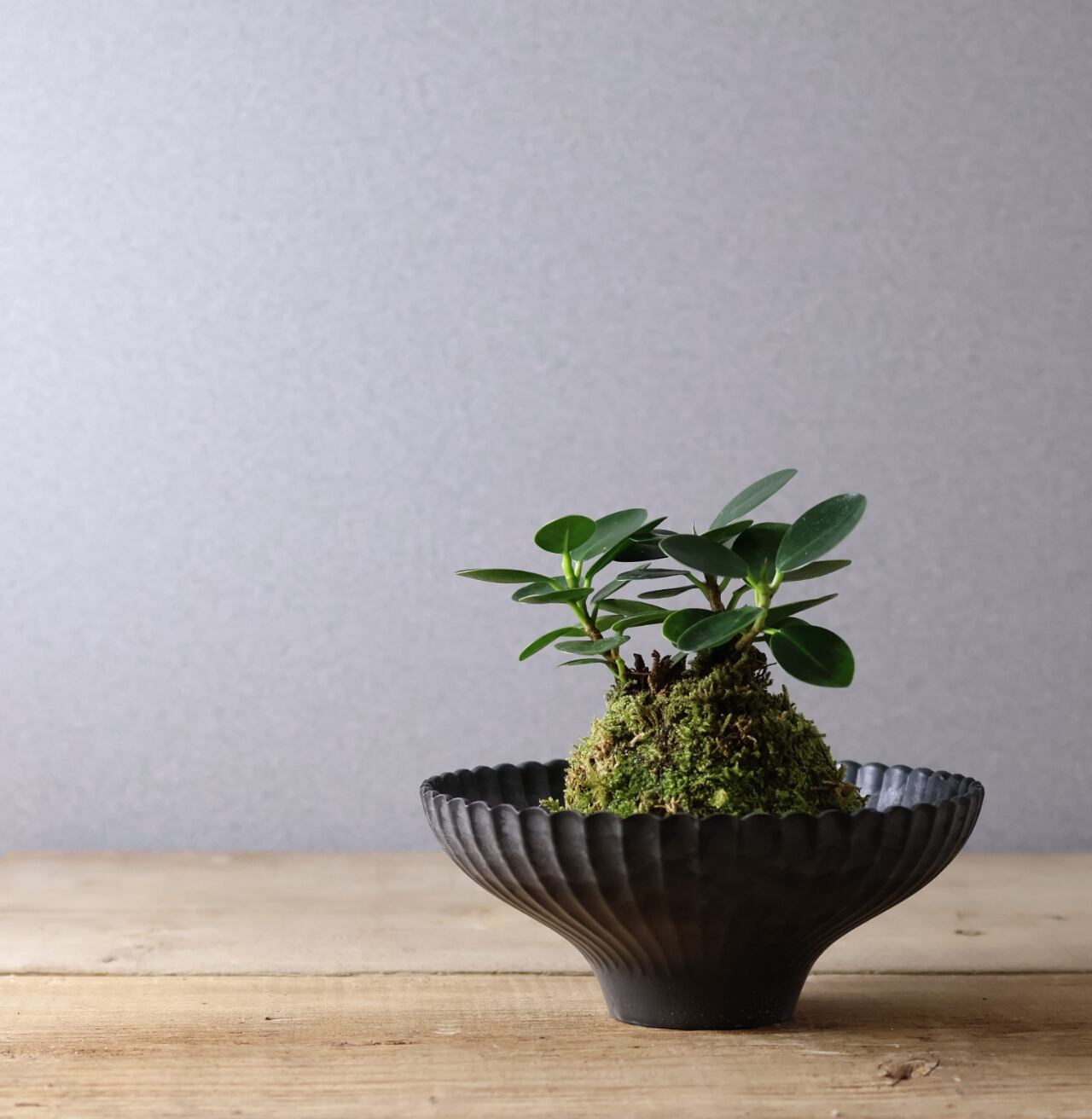 384 小さな森の守り神『パンダガジュマル苔玉』お皿付き 観葉植物