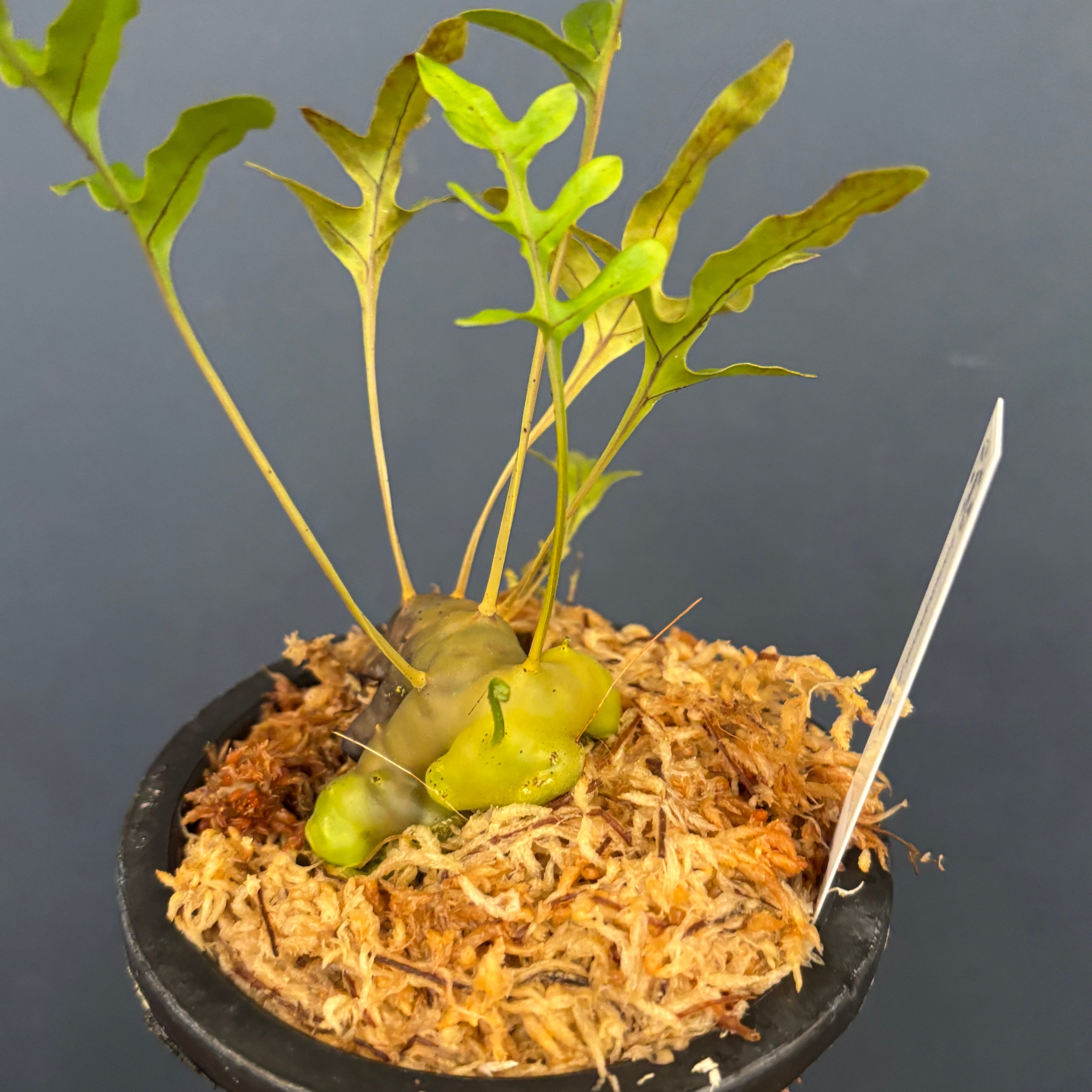 その他観葉植物 Lecanopteris KP9 その他観葉植物 Lecanopteris KP9 Lecanopteris KP9