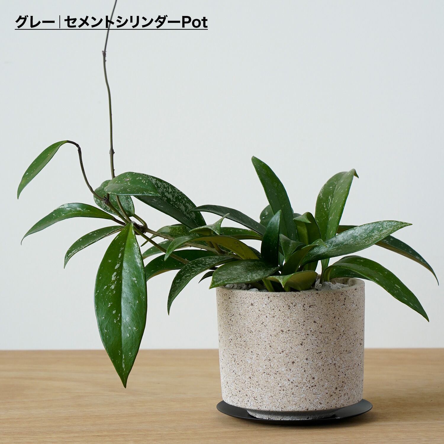 ホヤ プビカリクス シルバーピンク | AYANAS（アヤナス）｜観葉植物の