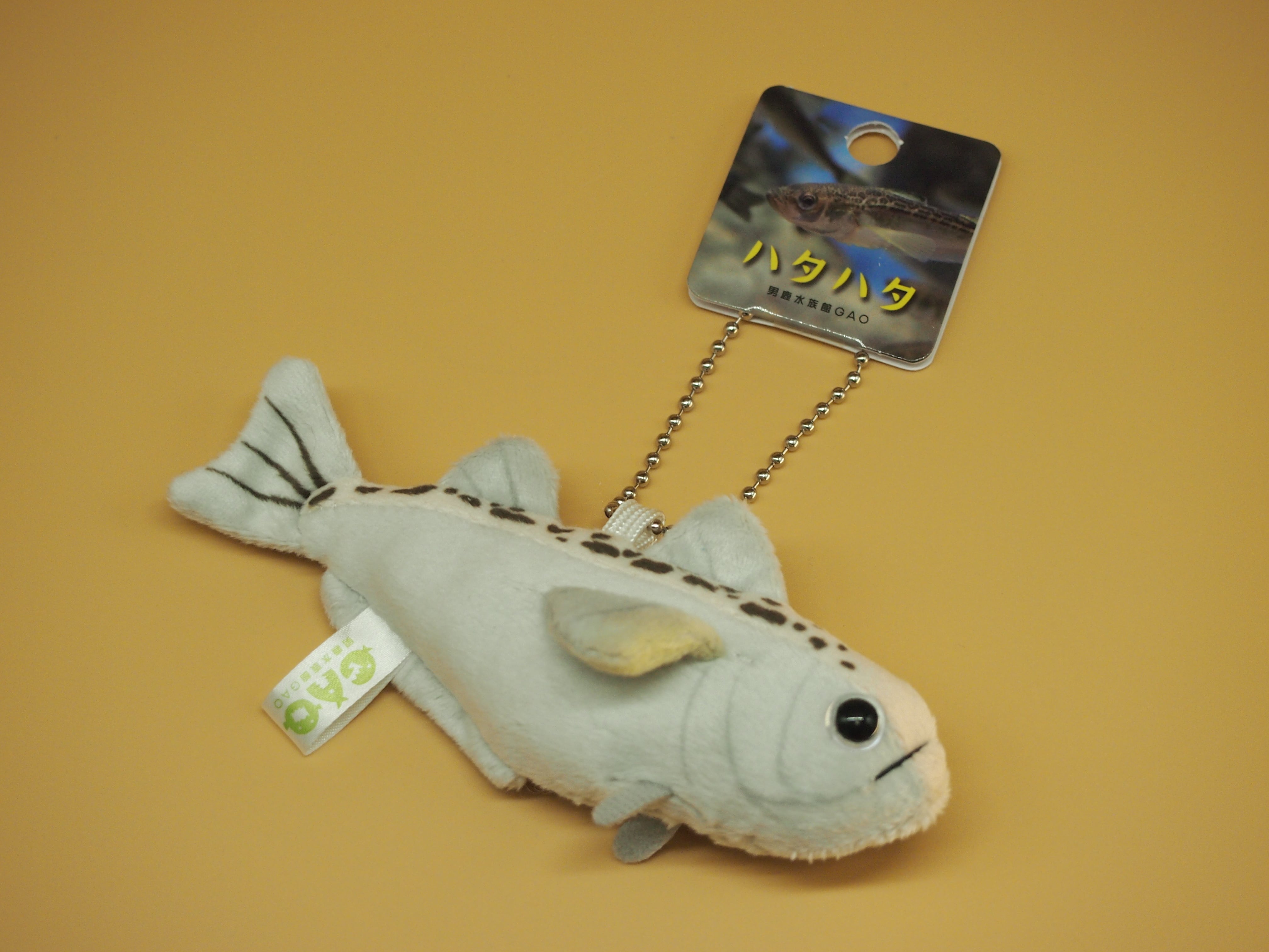 即日発送　43cm 天然　鹿児島産　加熱式タバコ　巨大ホラ貝型カバー　ワンオフ ハタハタキーチェーン | 男鹿水族館GAO Online Shop