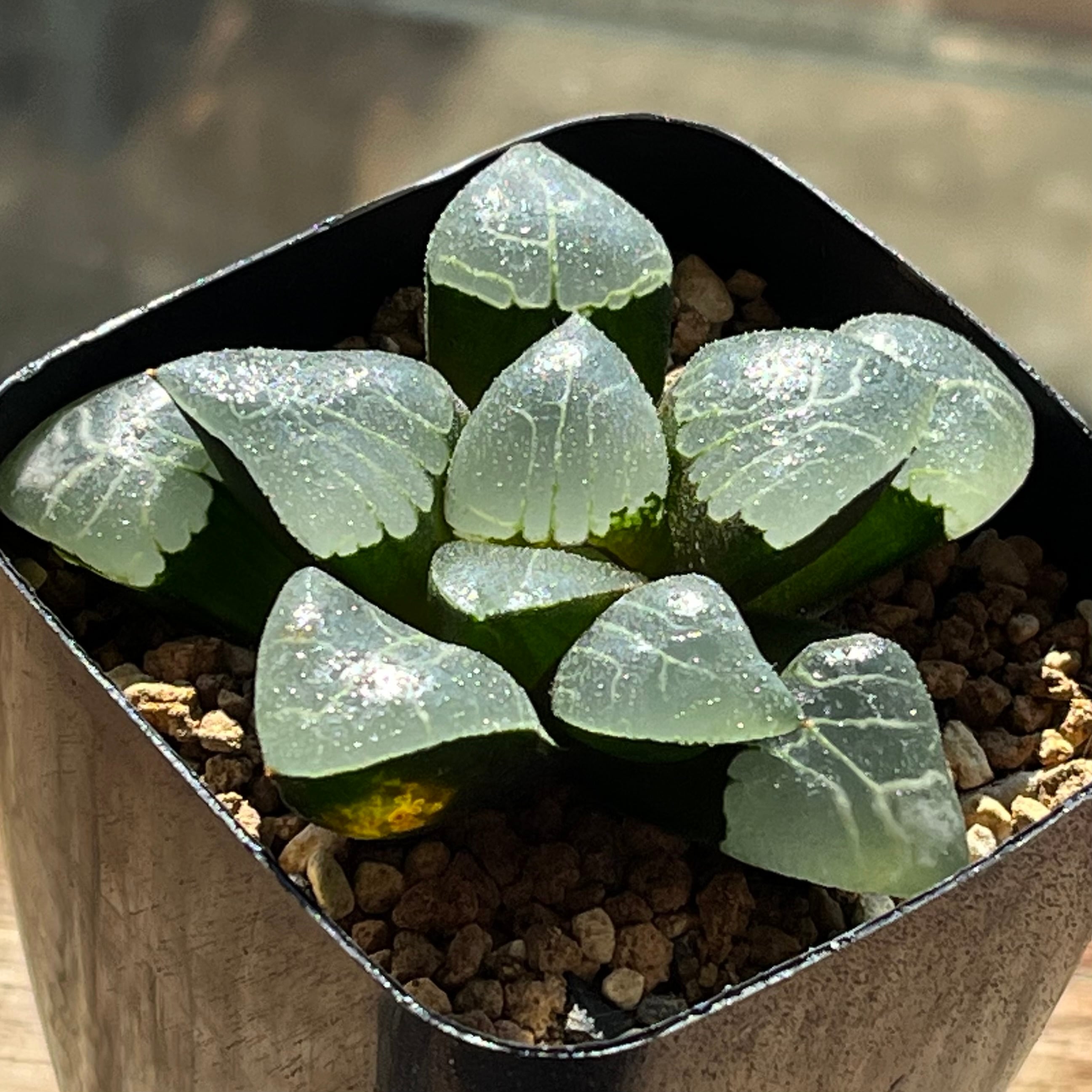 ハオルチア 超特網コレクタ錦 | mocono_plants