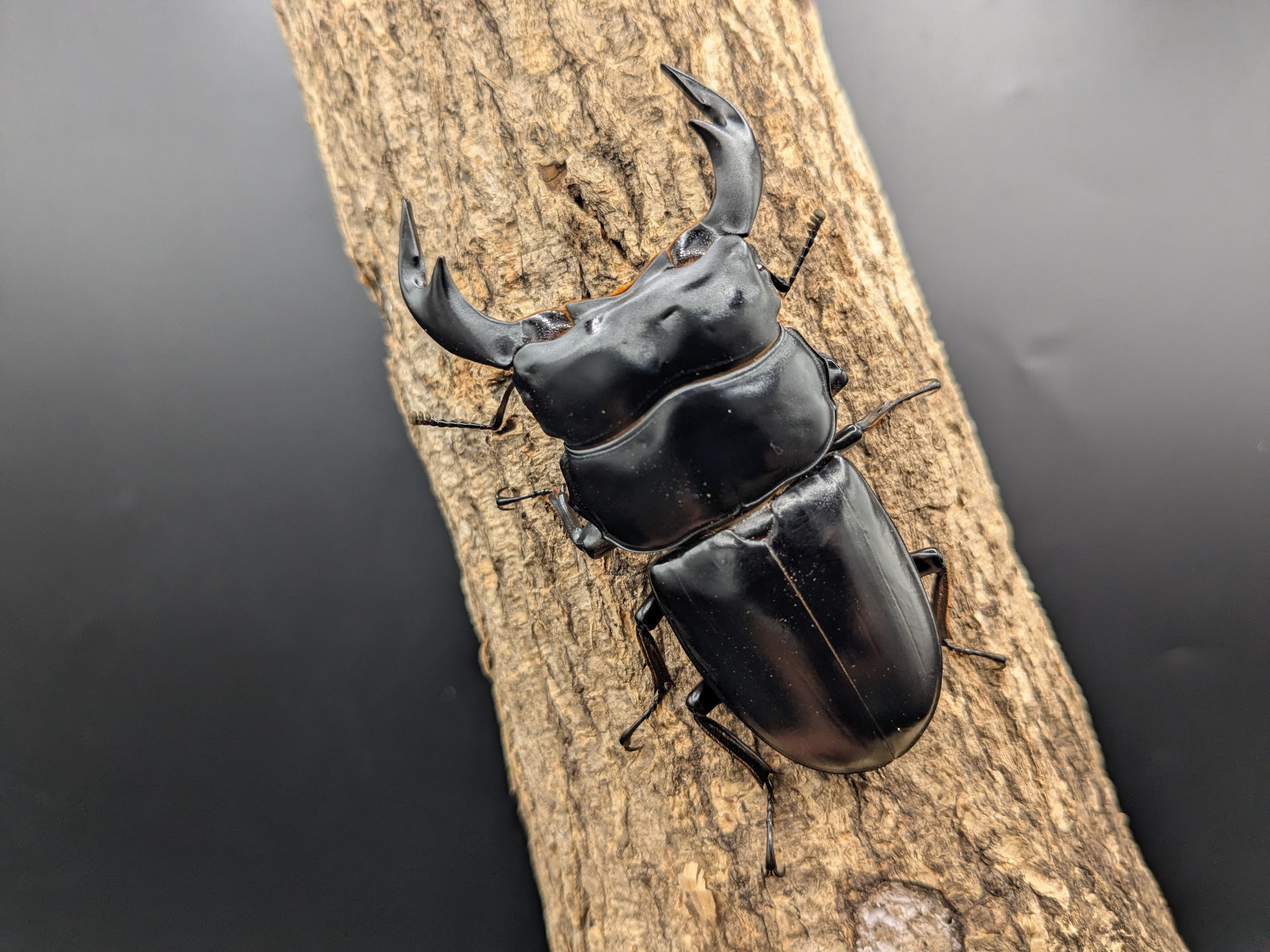 ネパールアンタエウス ♂78mm♀49mmペア