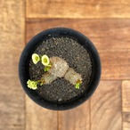 Euphorbia brevifolia【ユーフォルビア・ブレビフォリア】