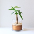 【グリーン】パキラ