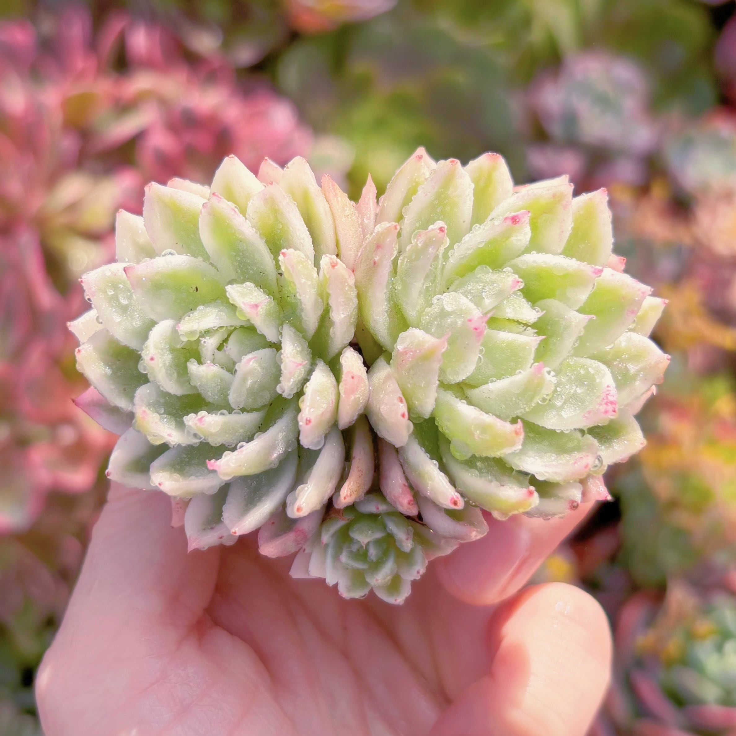 現物 多肉植物 ストロベリーミルク 特大 抜き苗 | PAY ID