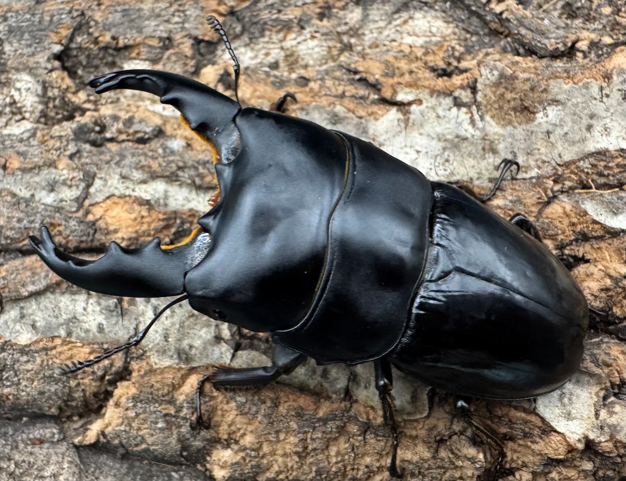 【WD】《ユーリケファルスヒラタ 70.5mm ペア》