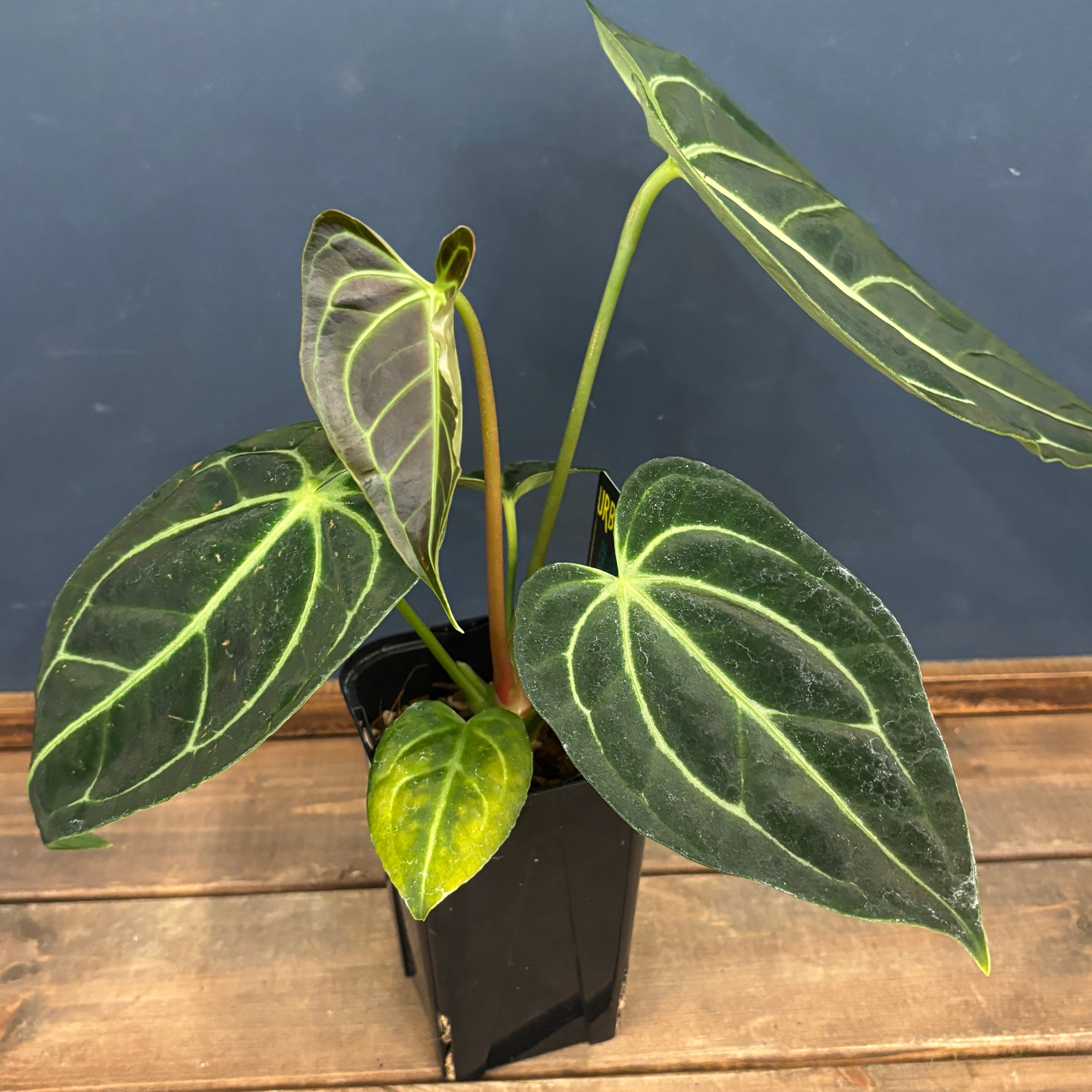 アンスリウム レガレ【518】 | PROTOLEAF プロトリーフ