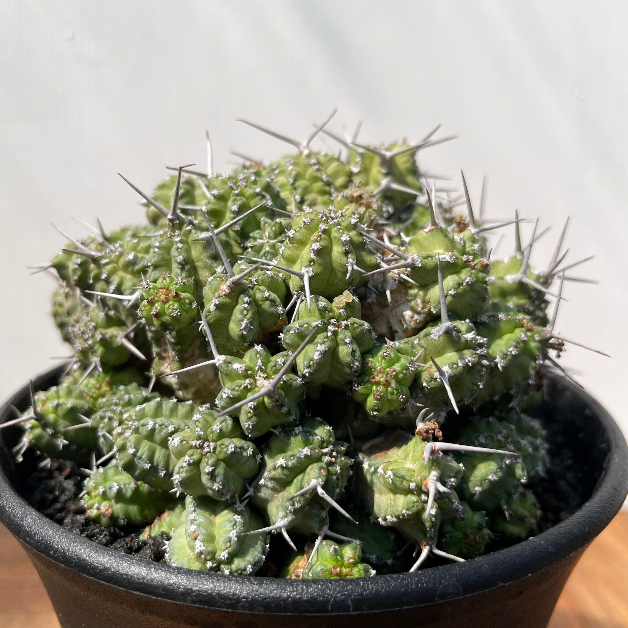 Euphorbia phillipsiae【ユーフォルビア・フィリプシアエ】 | RIMO'S