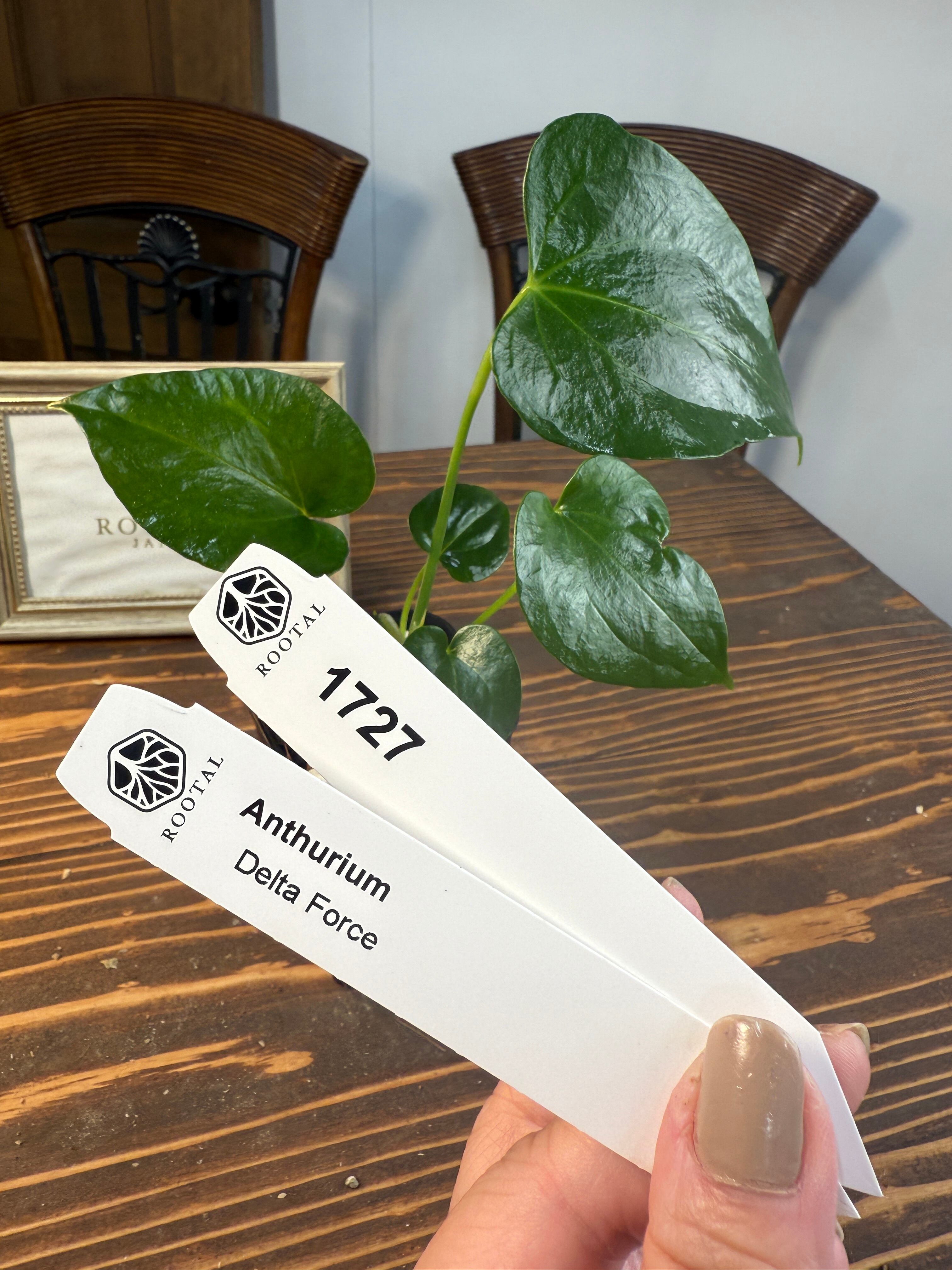 アンスリウム | ROOTALPLANTS