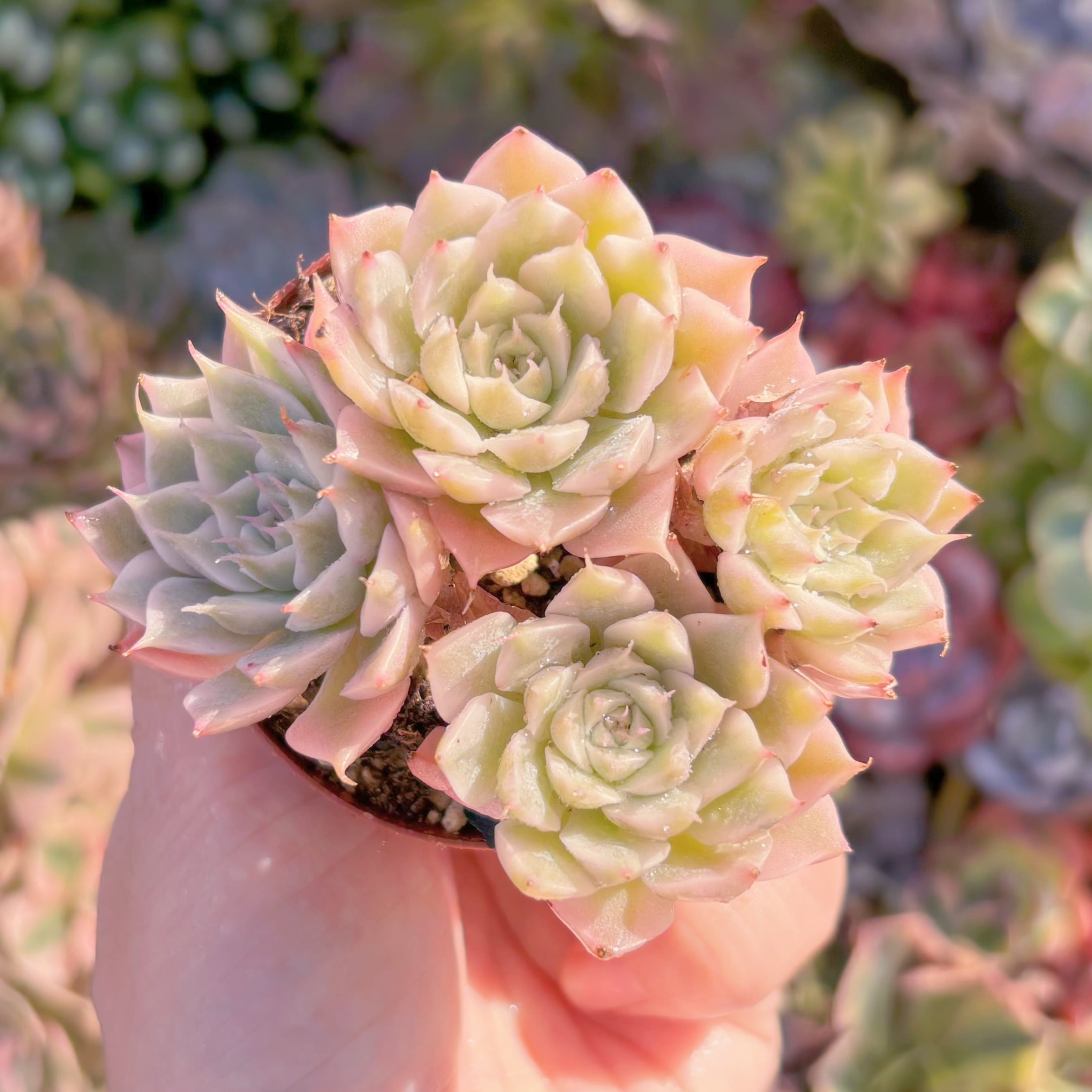 現品　マーガレット錦#A075　群生　るる農園