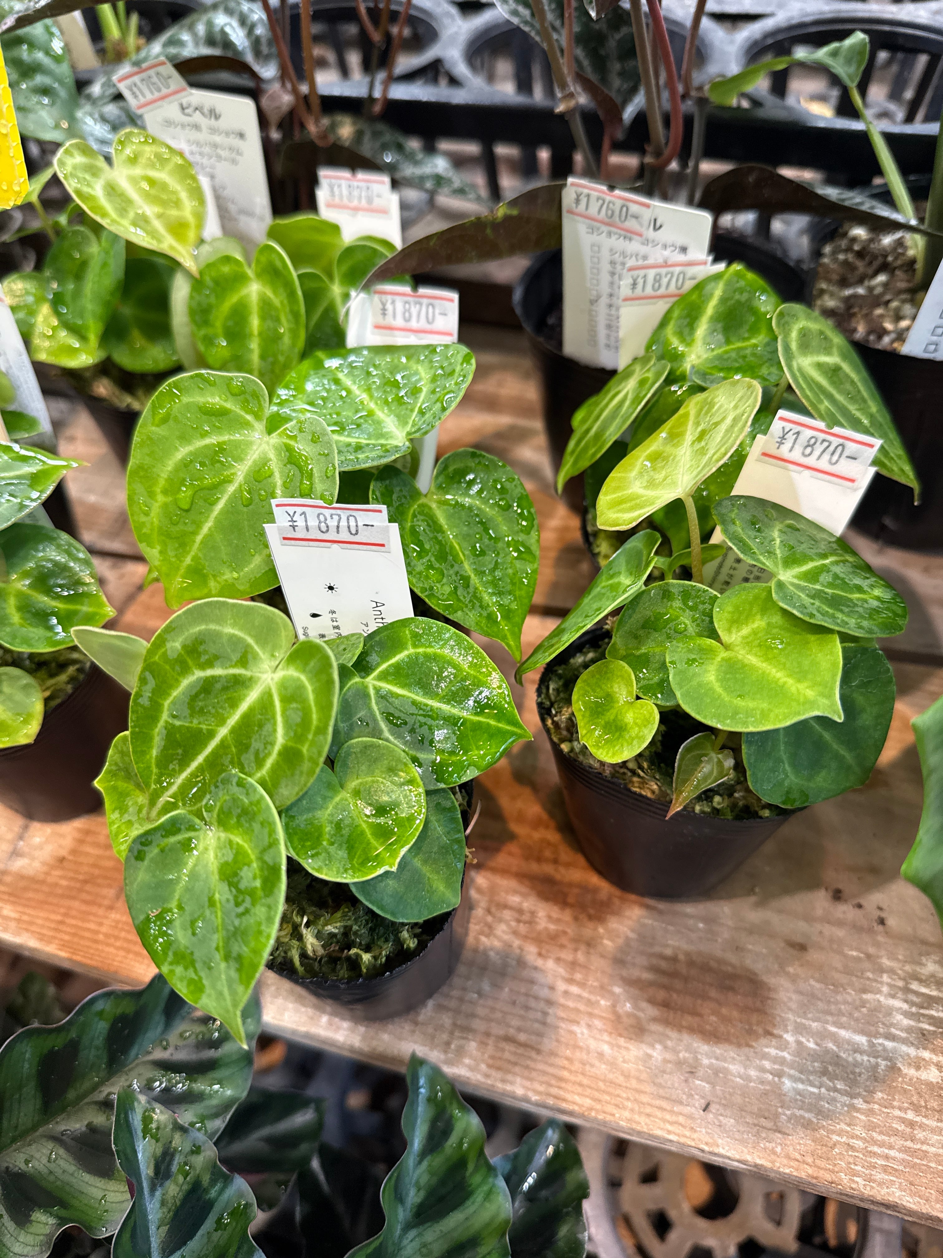 アンスリウム クラリネルビウム | Gardenえん 【観葉熱帯植物】