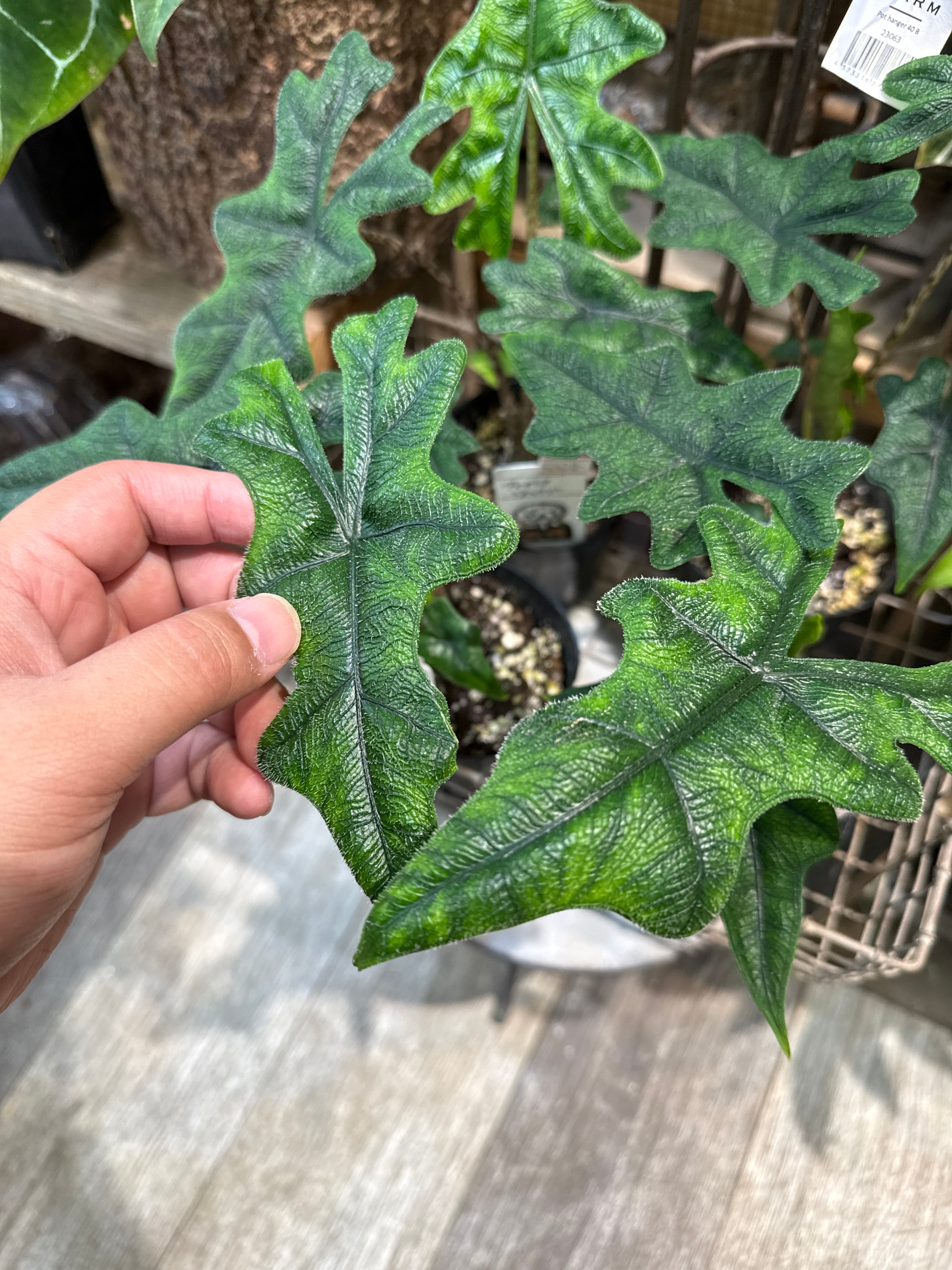 アロカシア ジャックリン | Gardenえん 【観葉熱帯植物】