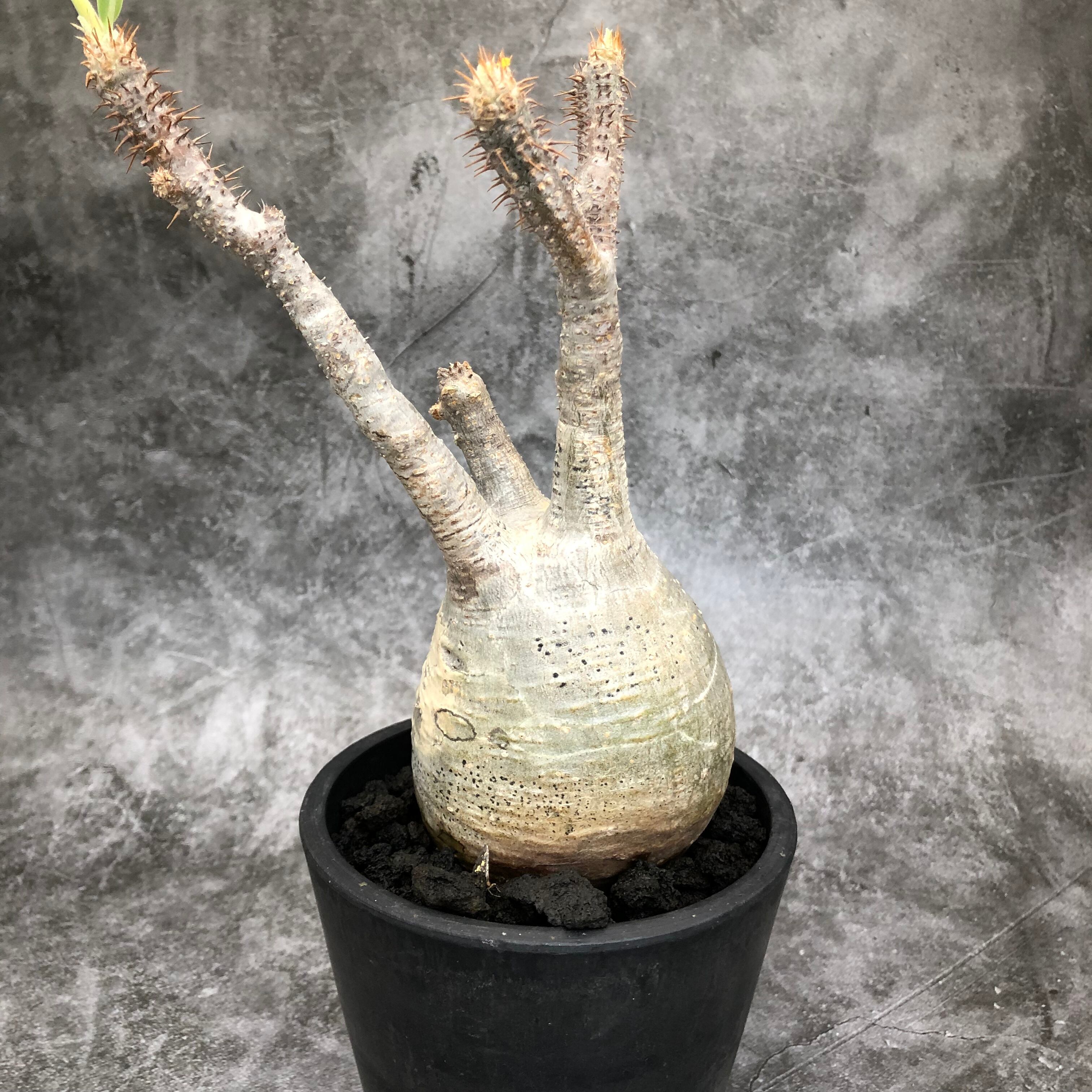 Pachypodium gracilius パキポディウム グラキリス 発根開花済み株②