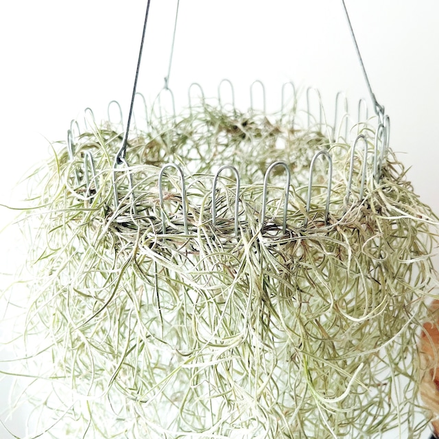 チランジア ウスネオイデス スパニッシュモス ループハンガー 観葉植物 calm cafe