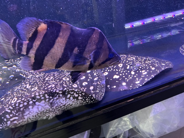 ダトニオ35cmユニコーン　フォークバンド