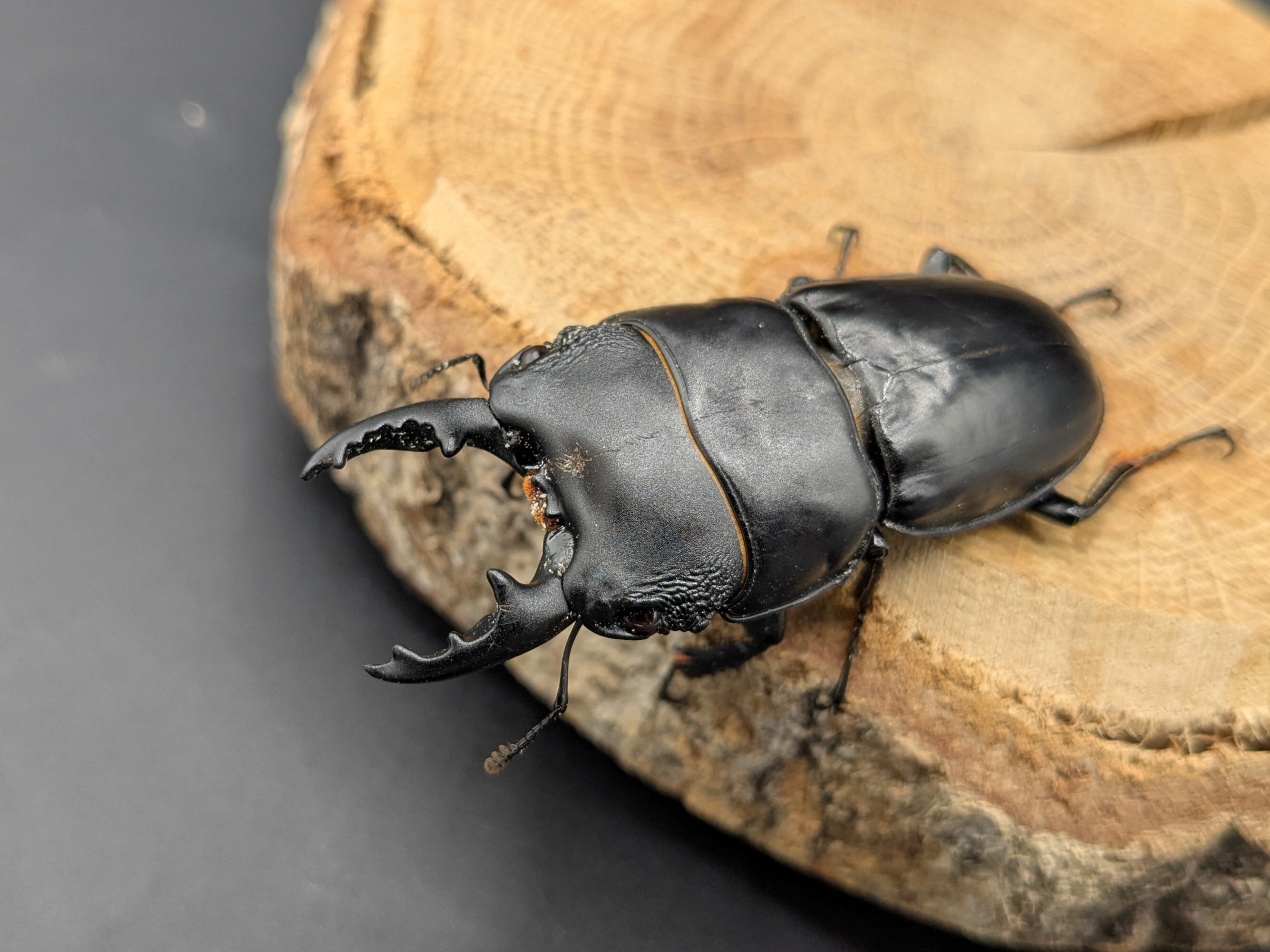 WDパプアヒラタ ♂52mm♀22mm