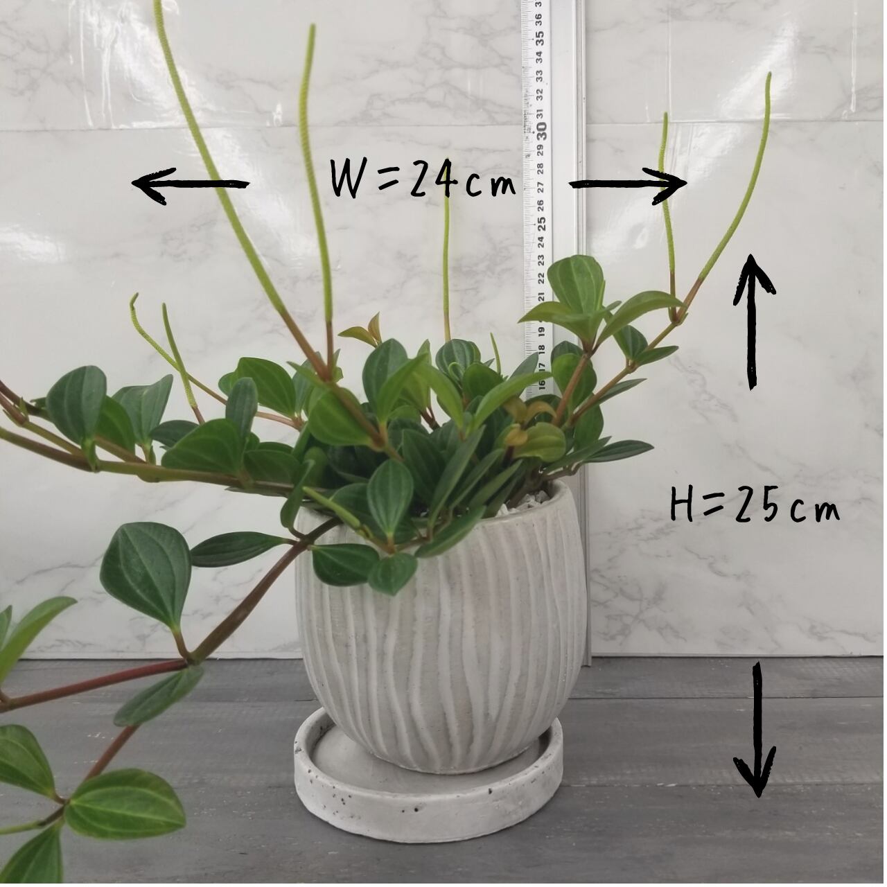 一点もの ペペロミア フェアリー 観葉植物 ペペロミア 観葉植物 ペペロミア ギフト フラワーギフト フラワーギフト専門店 Conoka Online Shop お花や観葉植物で記念日を彩る 一点もの ペペロミア フェアリー 観葉植物 ペペロミア 観葉植物 ペペロミア ギフト フラワーギフト フラワーギフト専門店 Conoka Online Shop お花や観葉植物で記念日を彩る