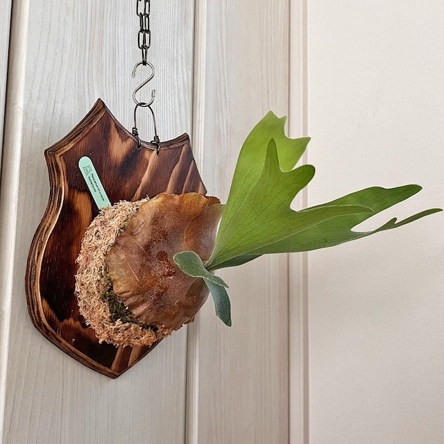 ビカクシダ ネザーランド 板付 【観葉植物 室内 コウモリラン】