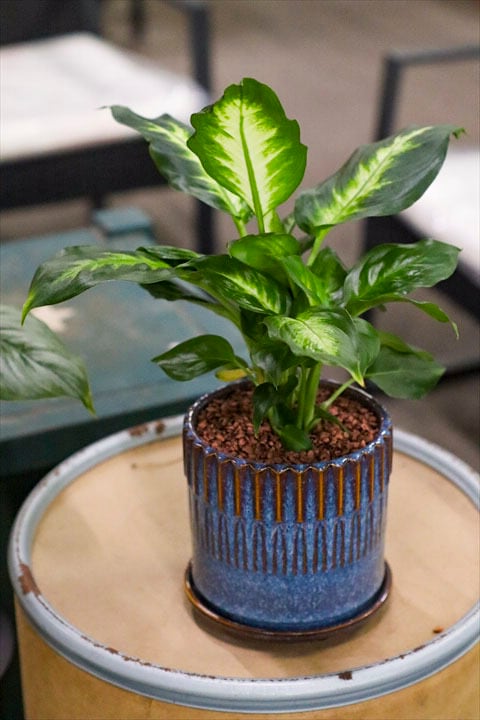 観葉植物 | オニ通