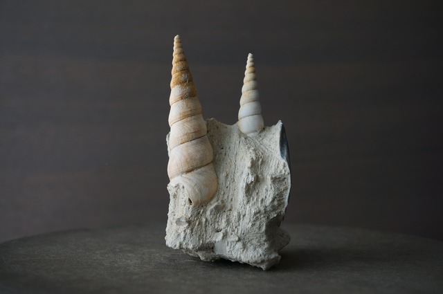 フランス産巻貝/二枚貝化石 Gastropod Fossil 2425
