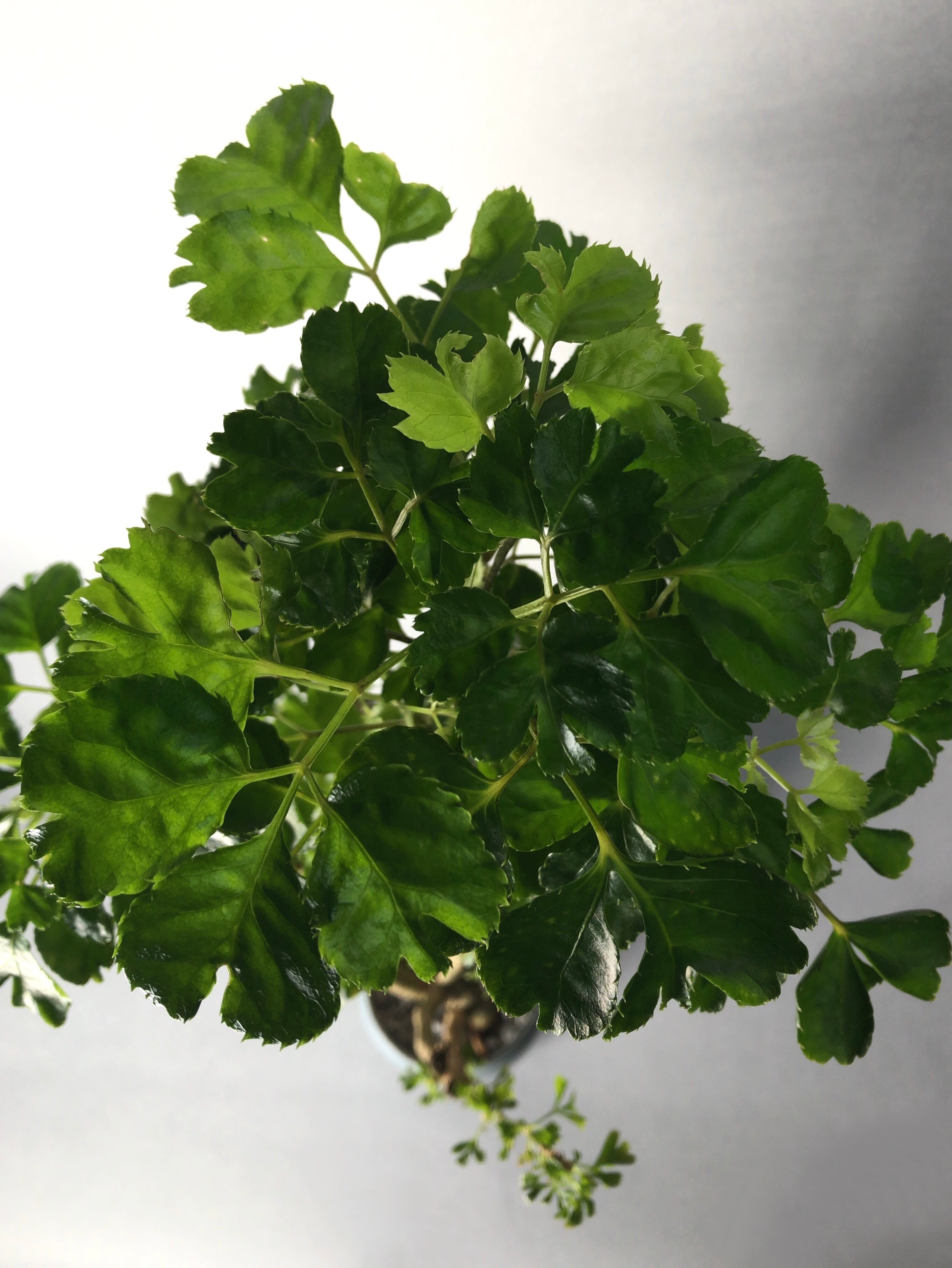 ポリシャス・バタフライ | trigger