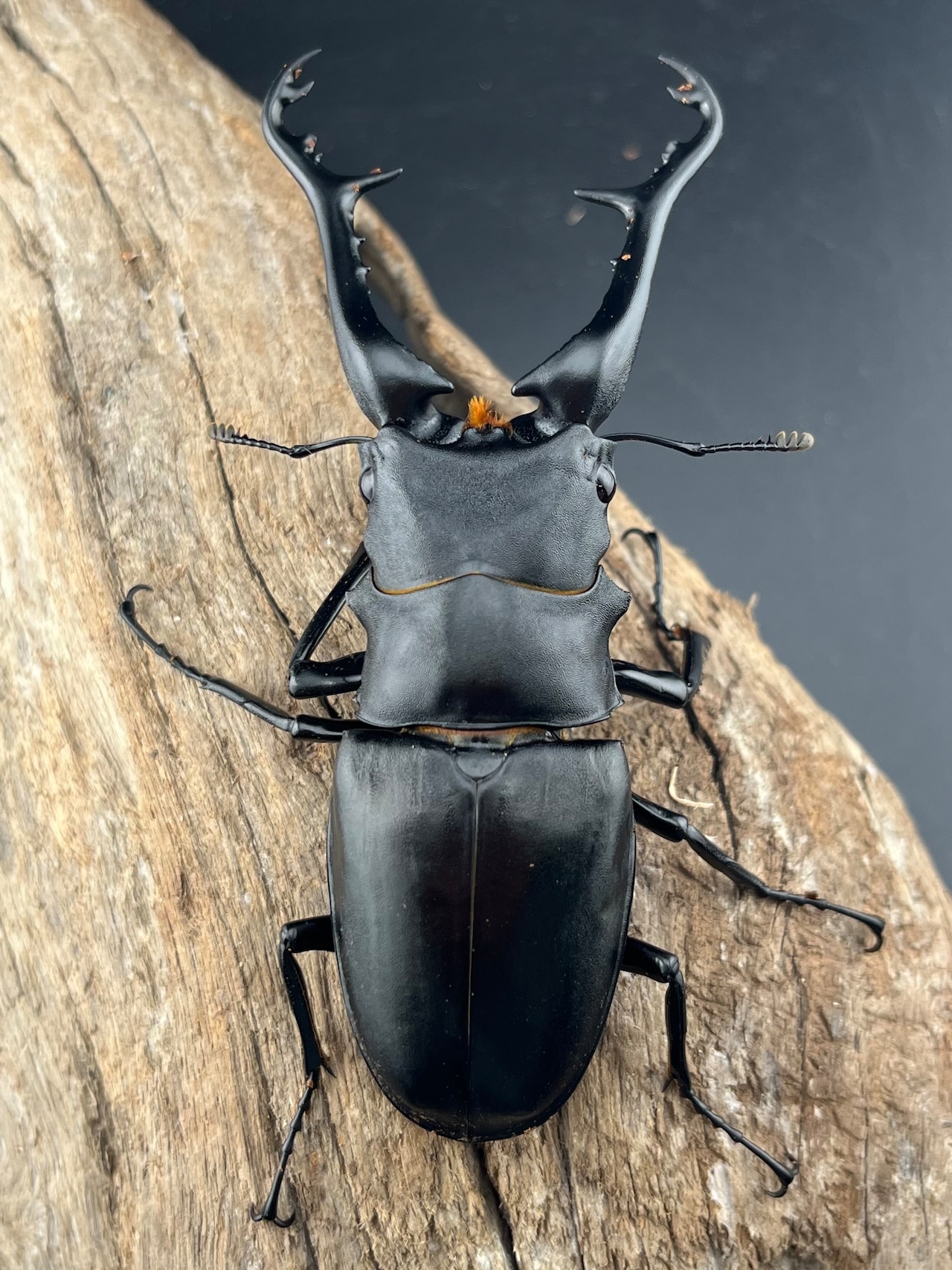 《ギラファノコギリ亜種ケイスケ 100mm ペア》むし岡だいき氏委託個体