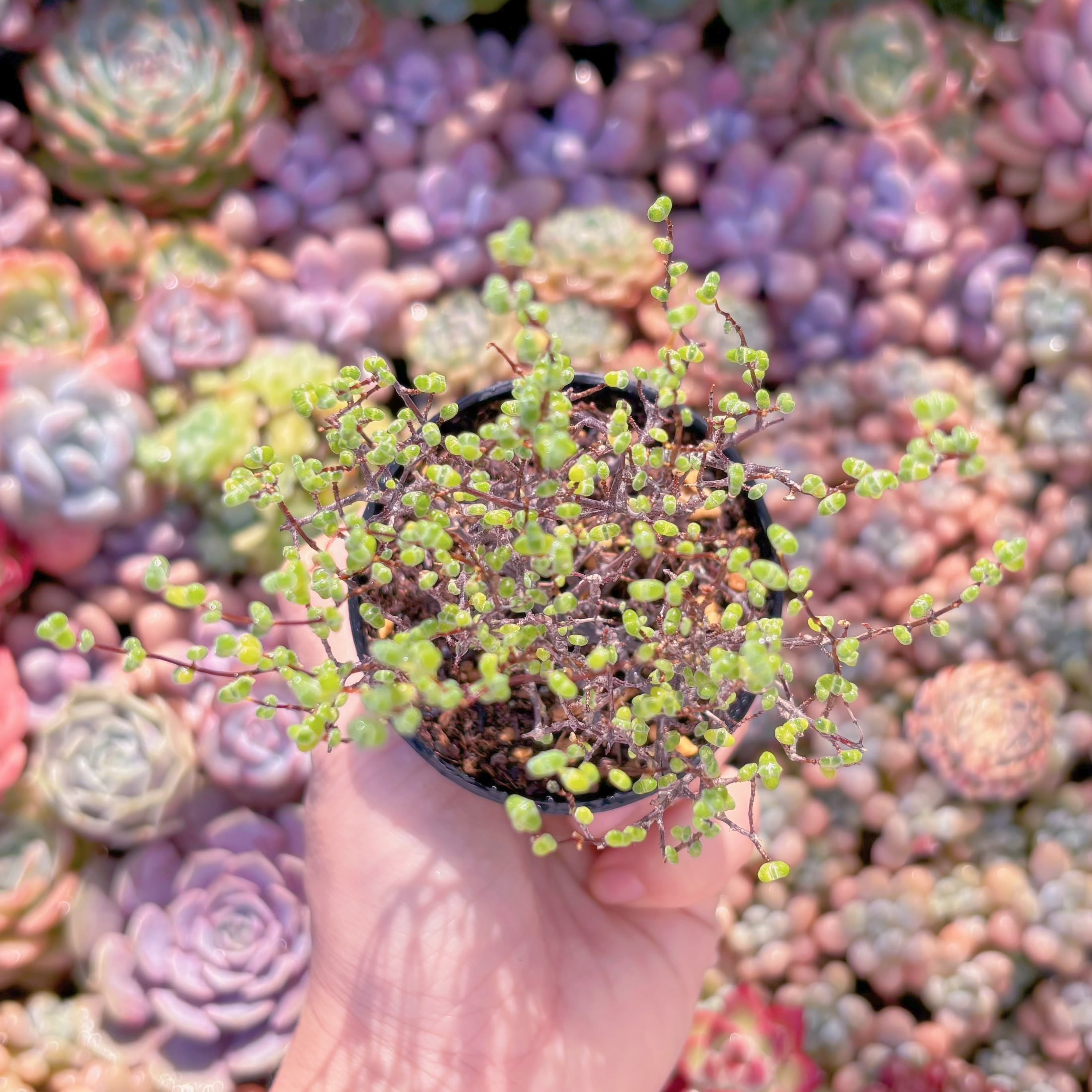 多肉植物　ドロサンテマム レイス(L)　新入荷　るる農園