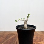 Fouquieria columnaris【フォークイエリア・コルムナリス・観峰玉・実生】