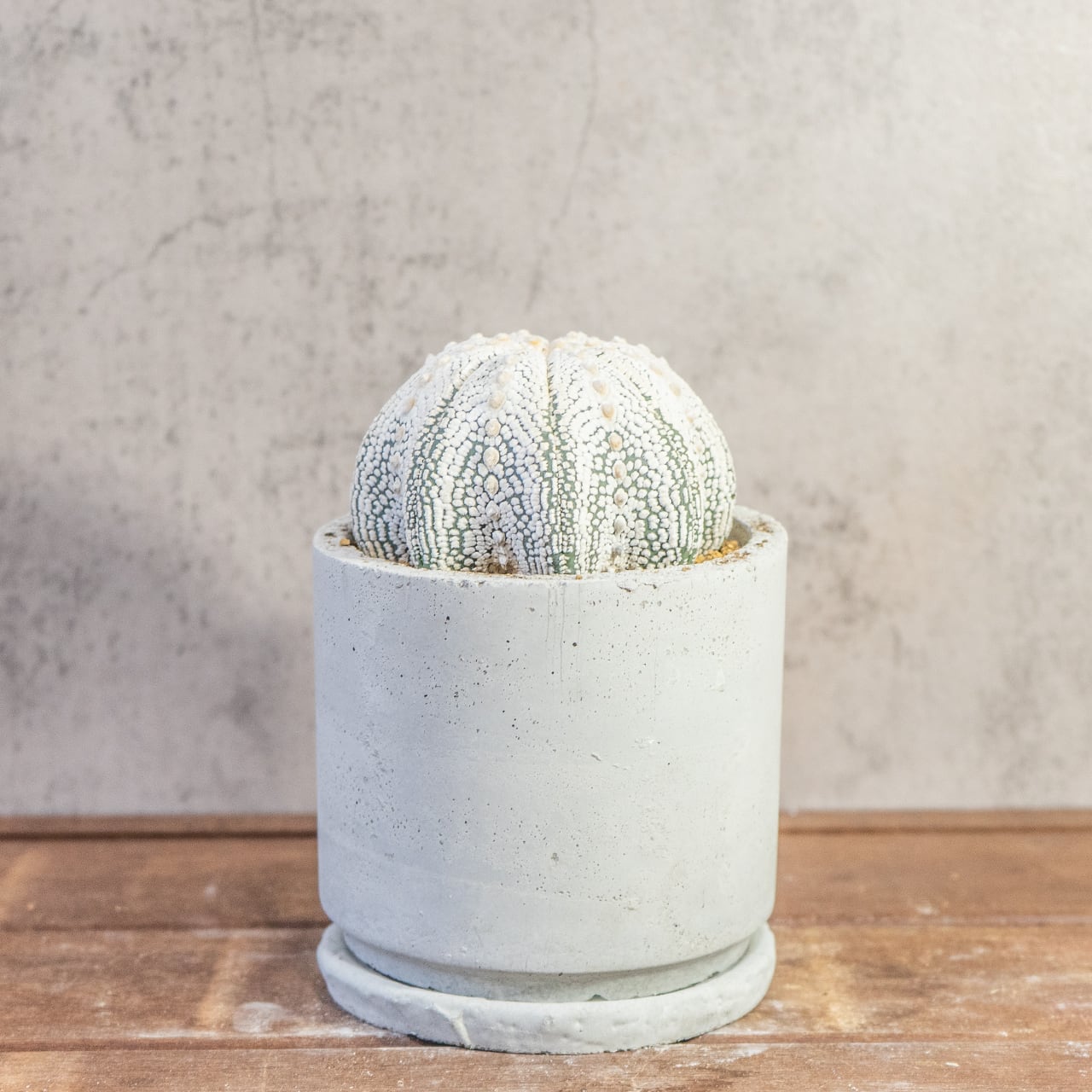 【厳選株】最大幅11cmの特大スーパー兜｜手作りモルタル鉢に映える、白く美しい星点が詰まった至極のサボテンです｜虫発生抑制