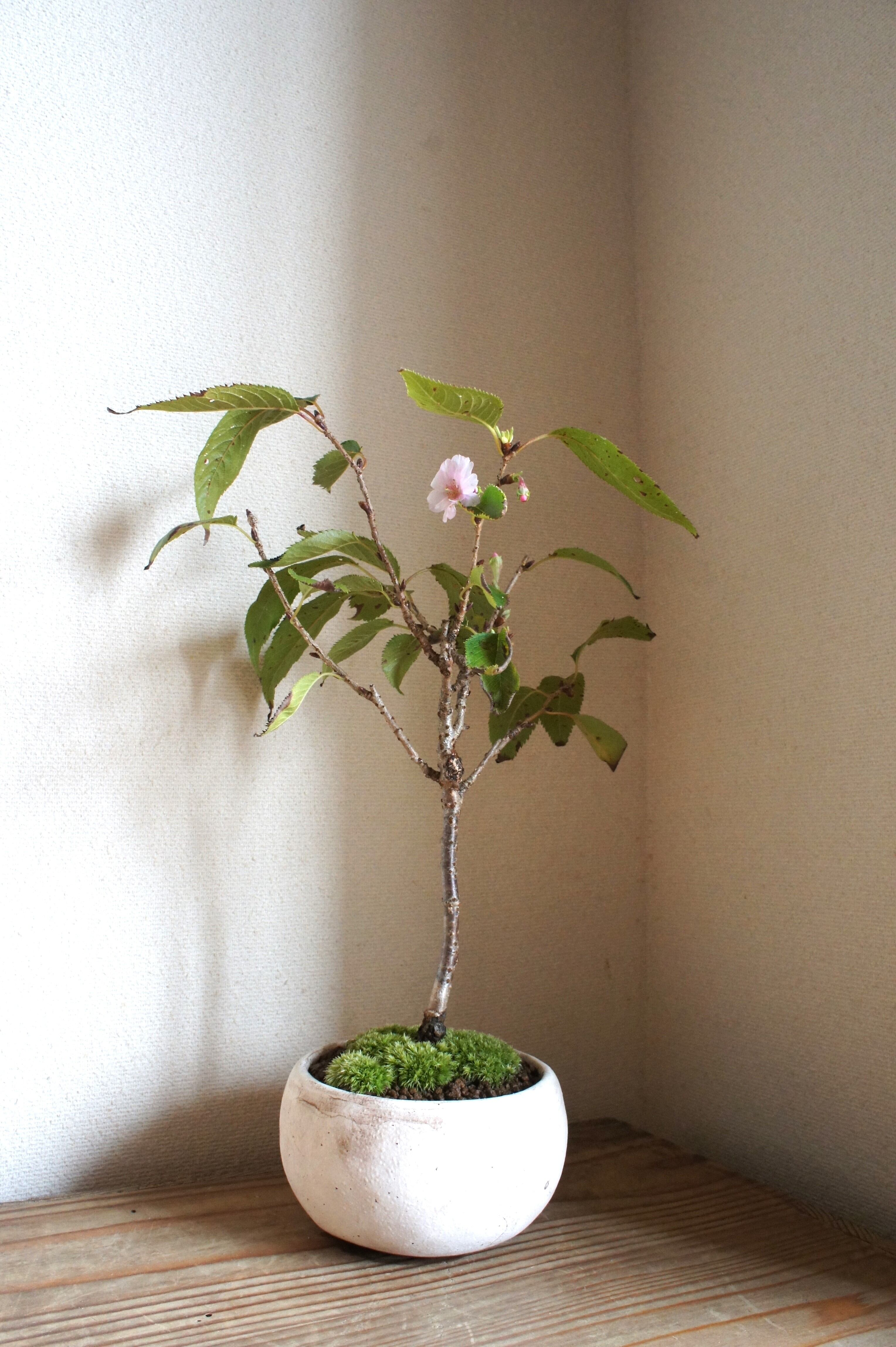盆栽 十月桜