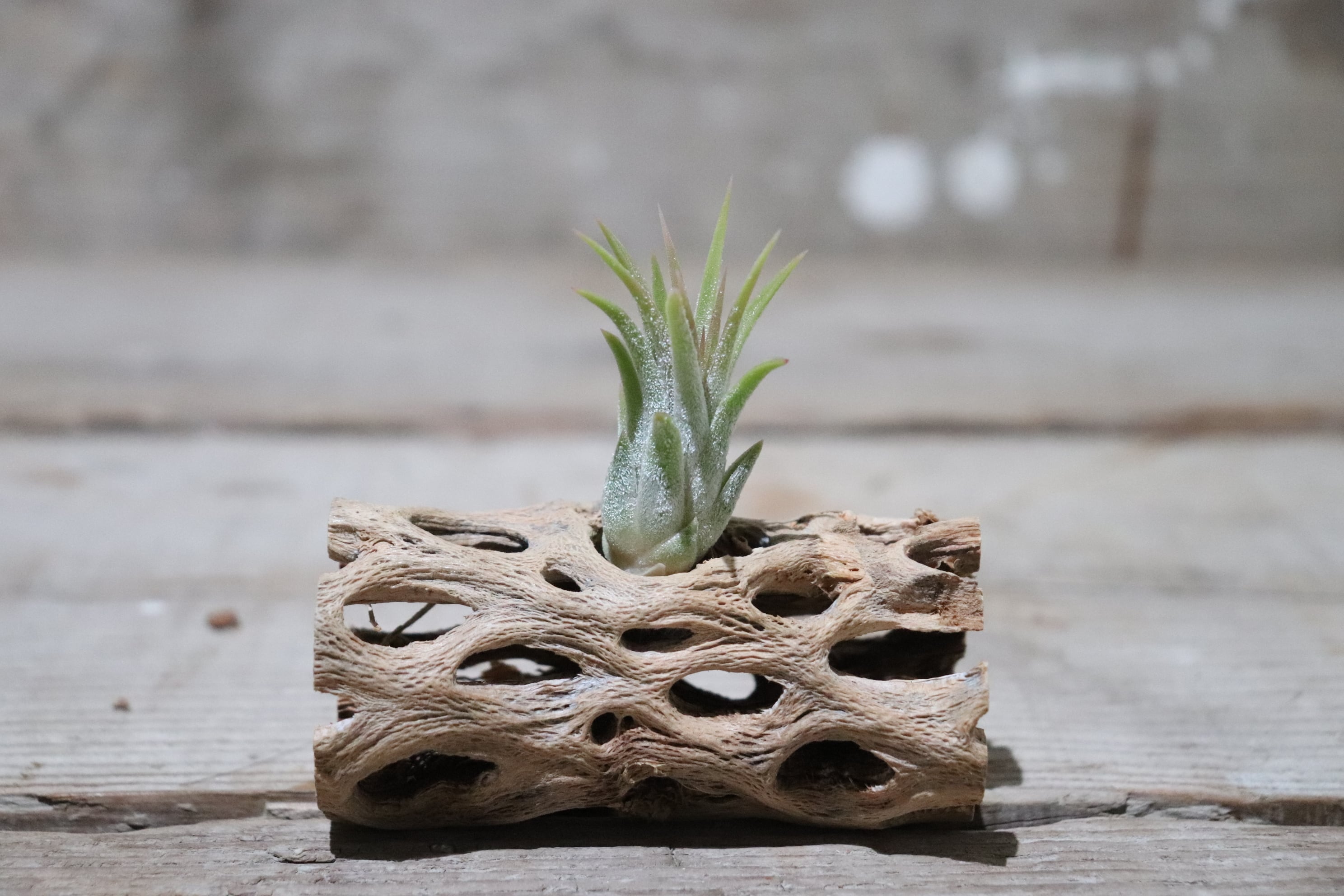送料無料】ionantha 'Peach' from Jerry Domingo〔エアプランツ〕現品