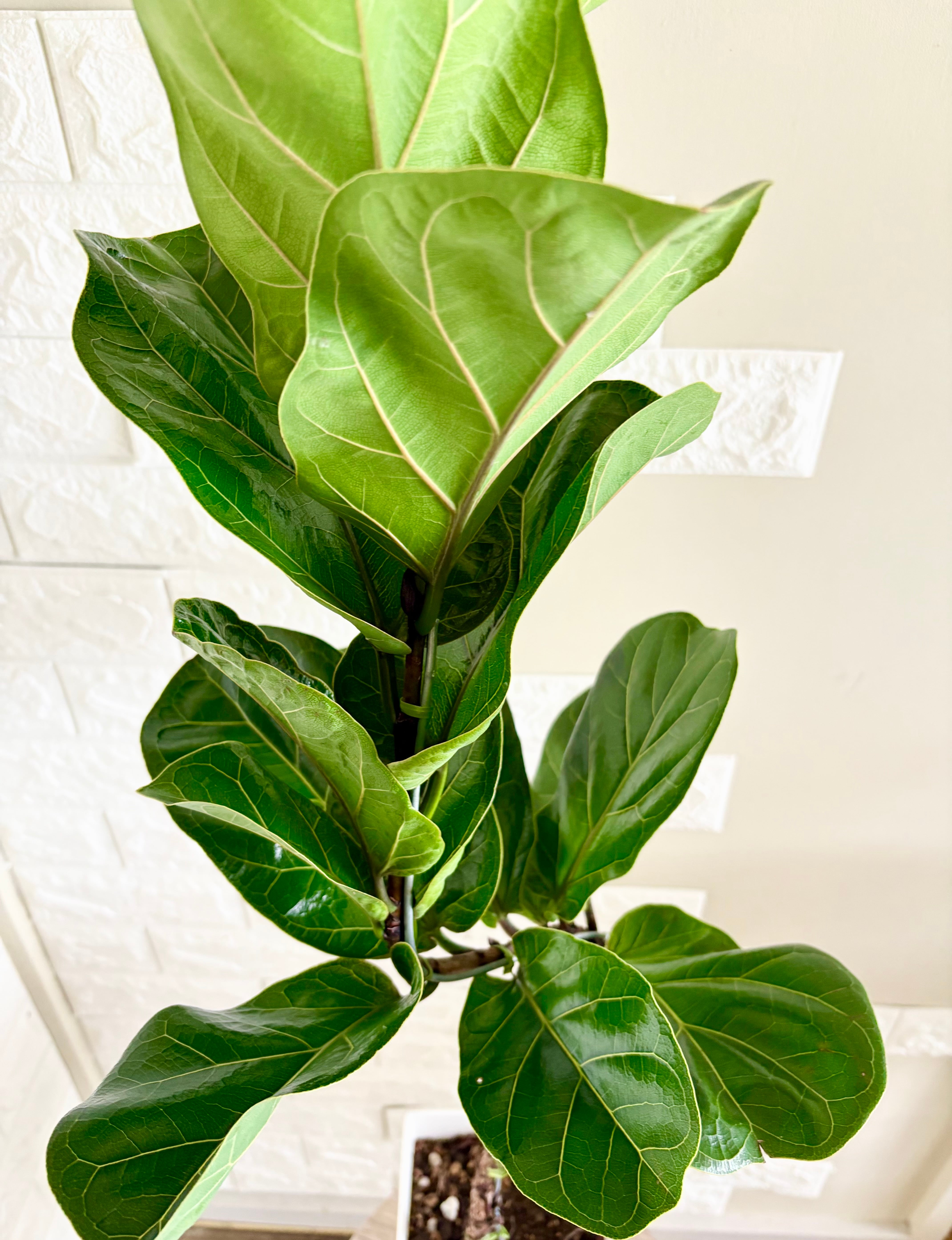 現品】フィカスバンビーノ 曲がり樹形 観葉植物 | 観葉植物のお店