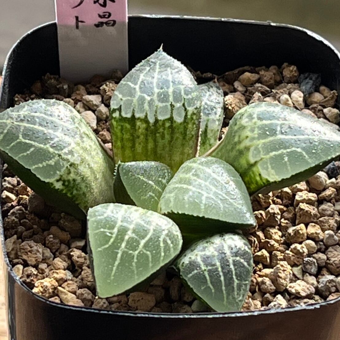 ハオルチア⭐️ 月の恋人⭐️ 斑入り 美苗 美品 発根済み。 ハオルチア
