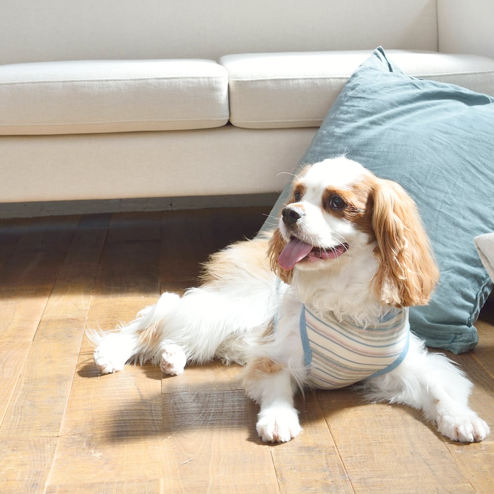 JE221 ボーダータンクトップ (XS)〜(XL) | JEKYLL EGG | ジキルエッグ