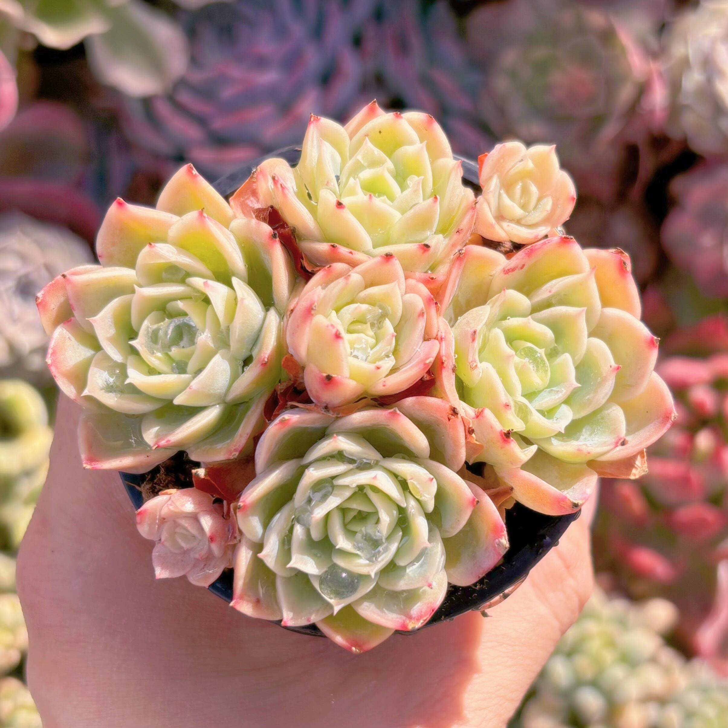 現品　メロン#2199　るる農園