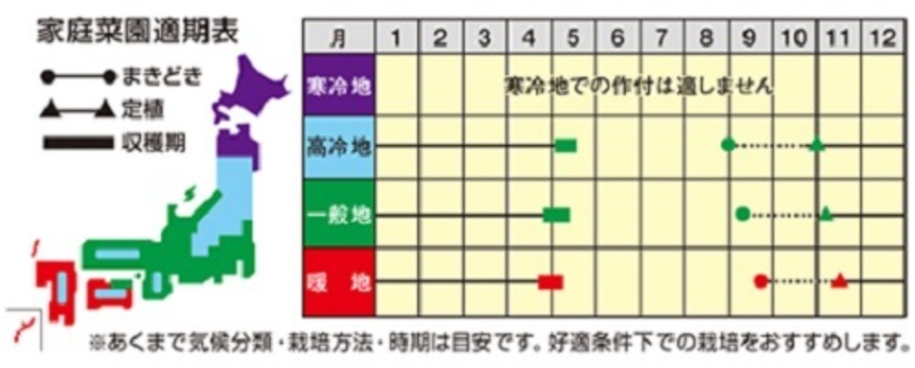 タマネギ「ジェットスター」（小袋）・画像2