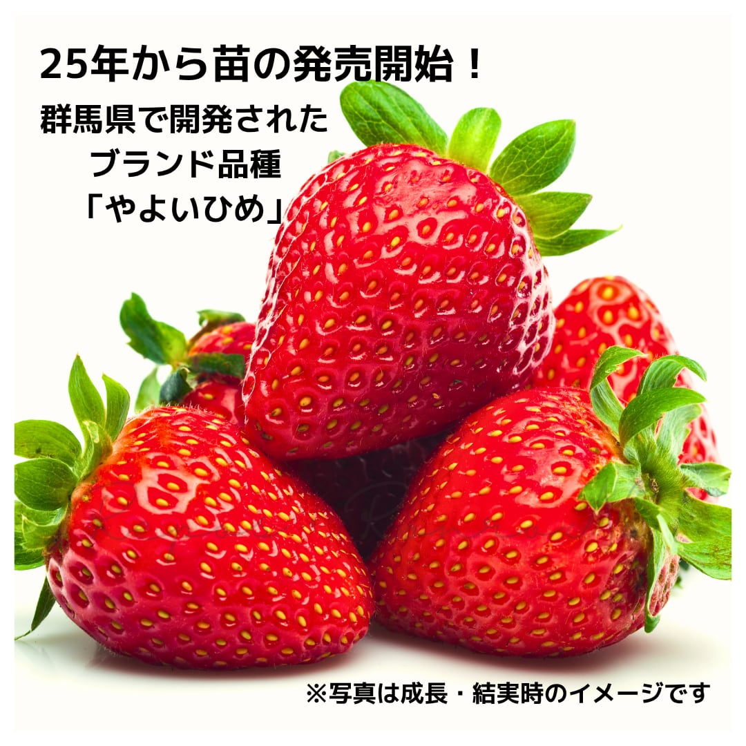 イチゴ(いちご):やよいひめ(2.5号)イチゴ苗 一季なり 果物苗 苺