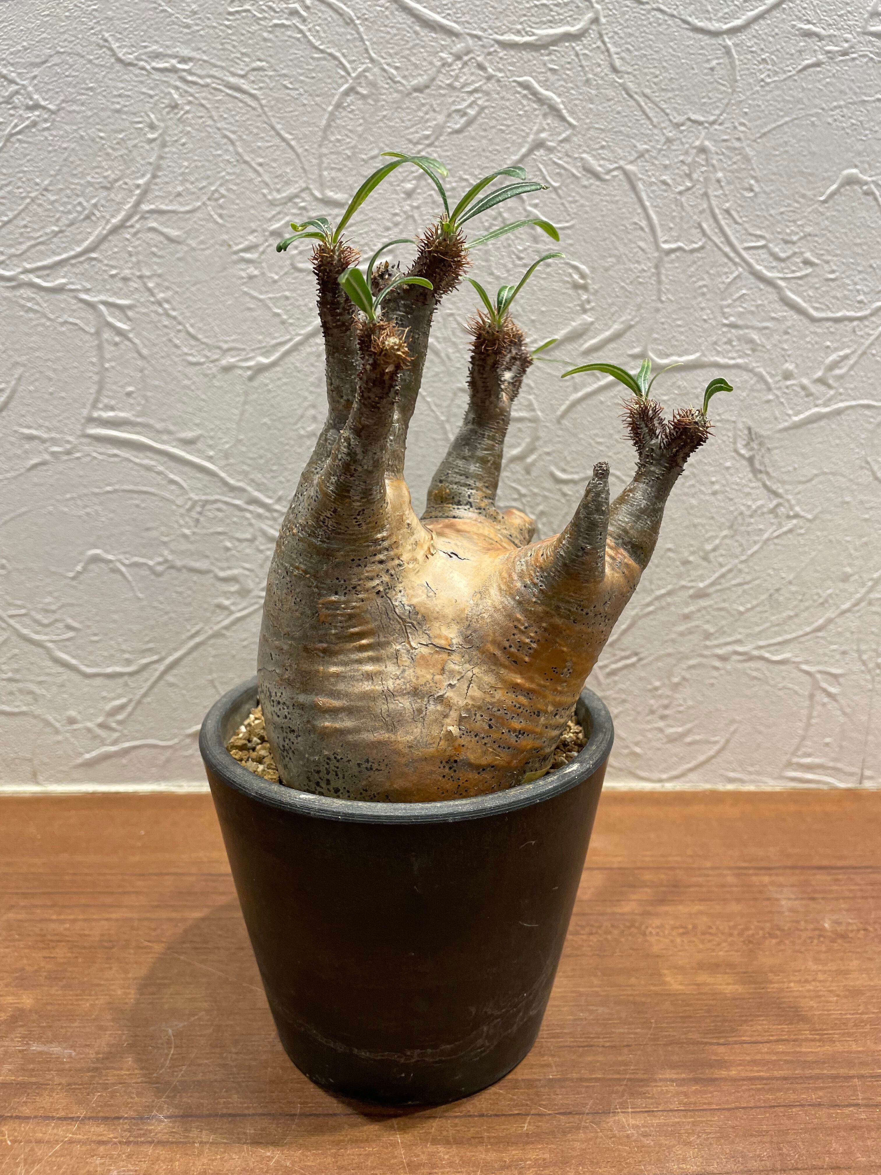 グラキリス　大株　発根済 グラキリス 発根済み