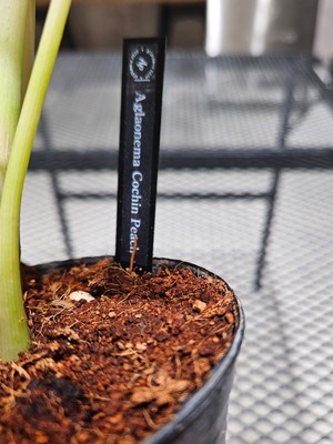 Aglaonema Cochin Peach (アグラオネマ コーチン ピーチ) 【artPLANTs/PLANTS GARAGE】アグラオネマ/アロイド