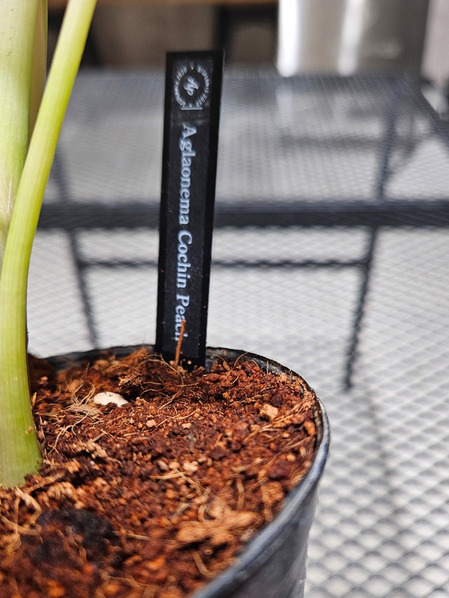 Aglaonema Cochin Peach (アグラオネマ コーチン ピーチ) 【artPLANTs/PLANTS GARAGE】アグラオネマ/アロイド