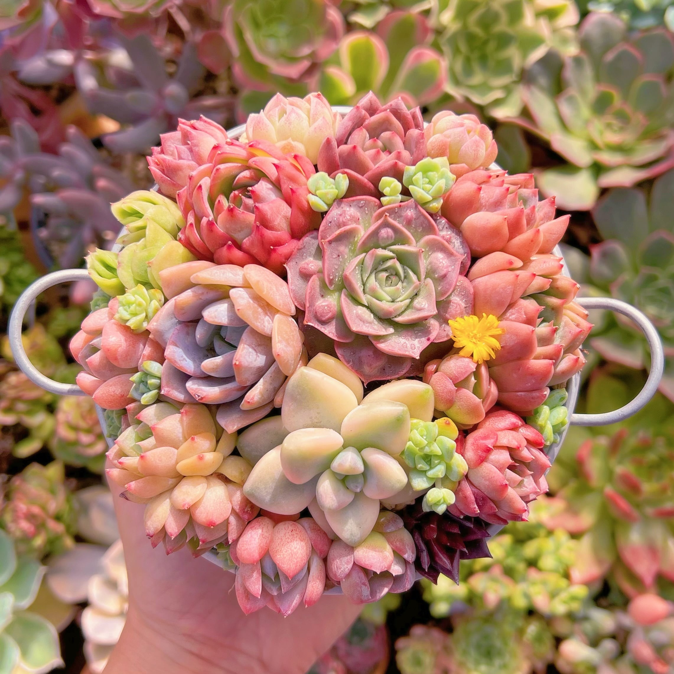 多肉植物寄せ植えセット