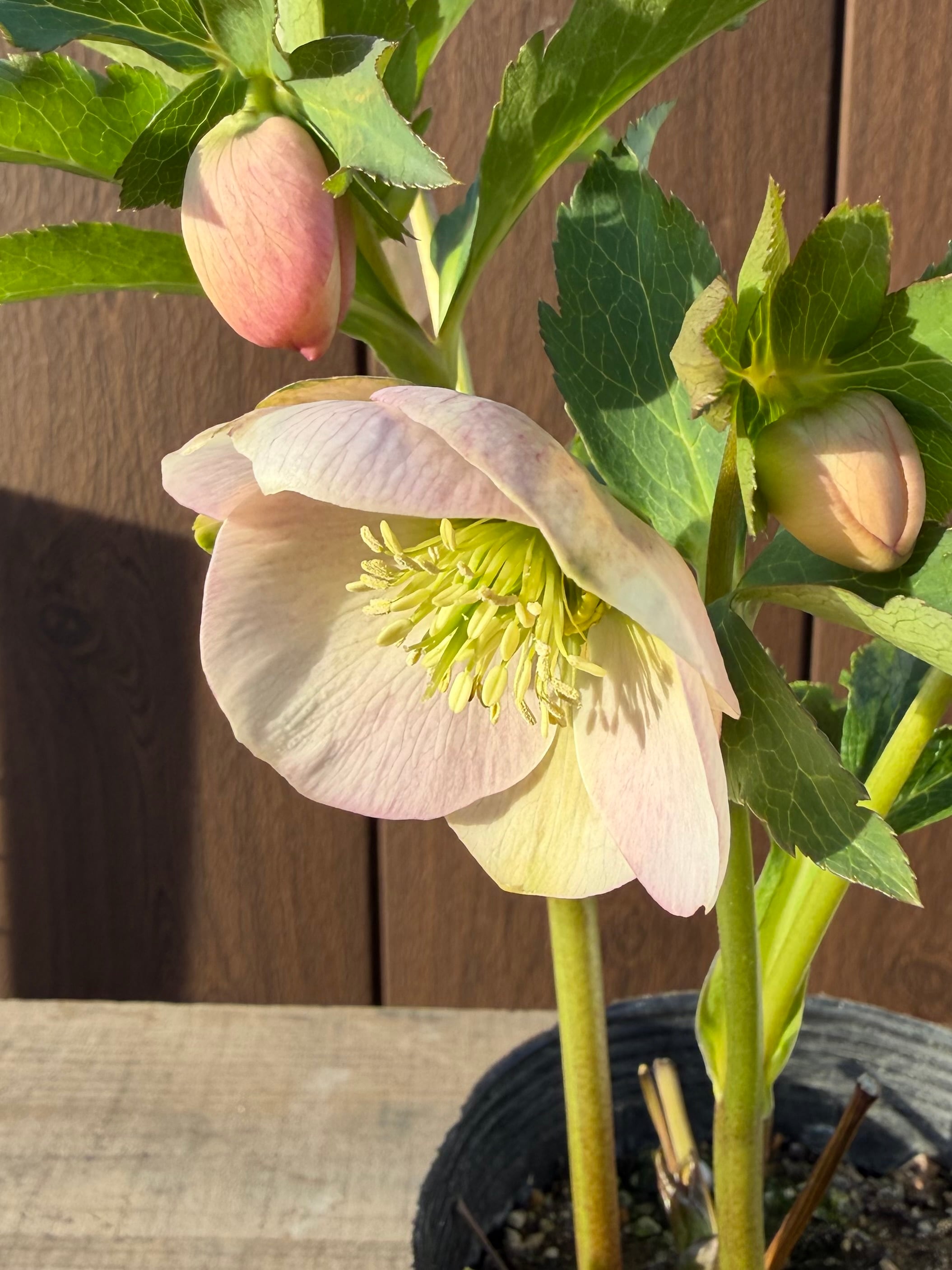 ふんわりピンクシングル 大和園 クリスマスローズ【Ya04】送料無料