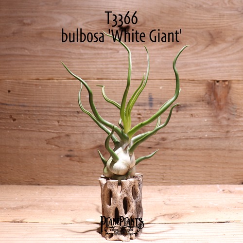 【reserved】bulbosa 'White Giant'〔エアプランツ〕現品発送T3366