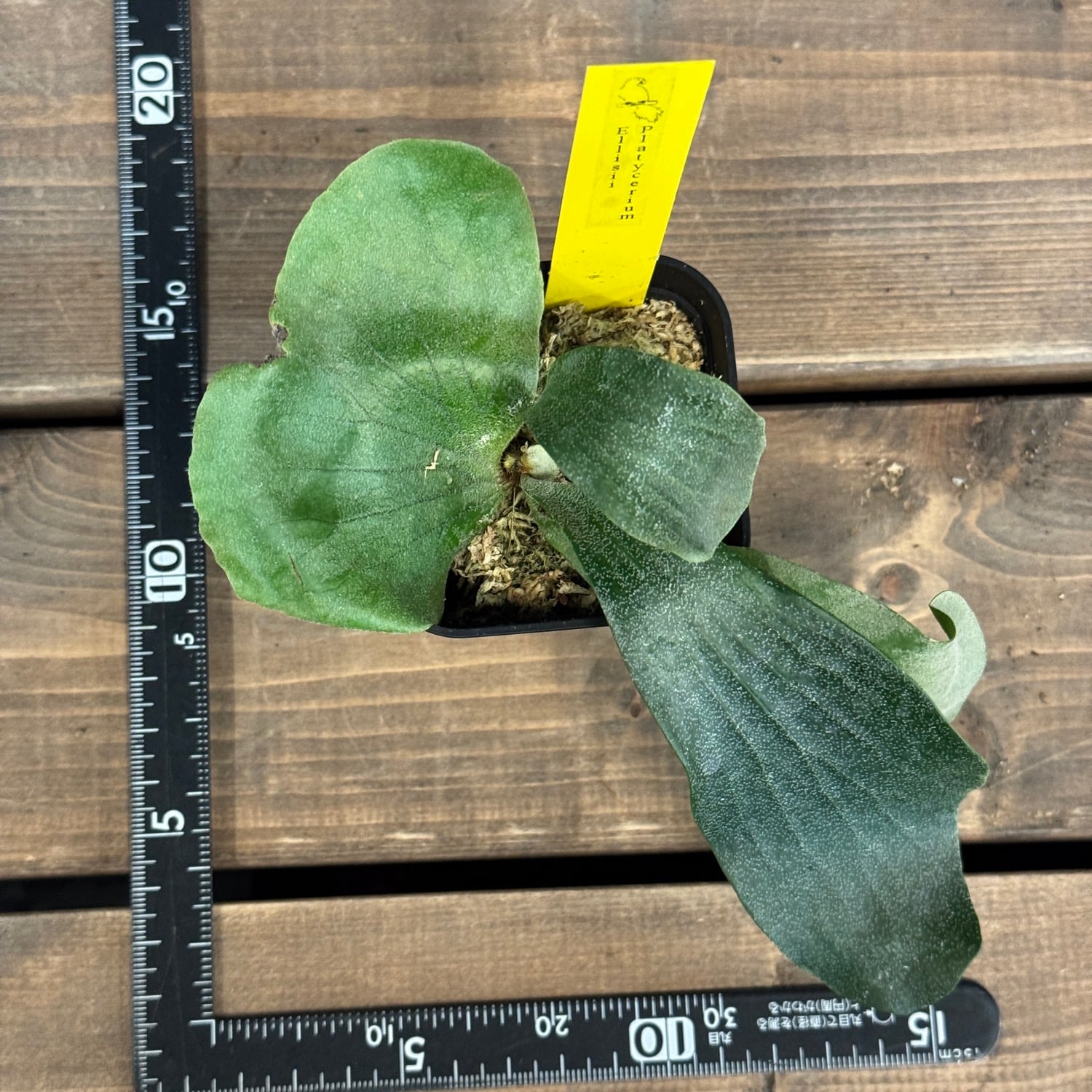 ビカクシダ Platycerium ellisii【738】 | PROTOLEAF プロトリーフ
